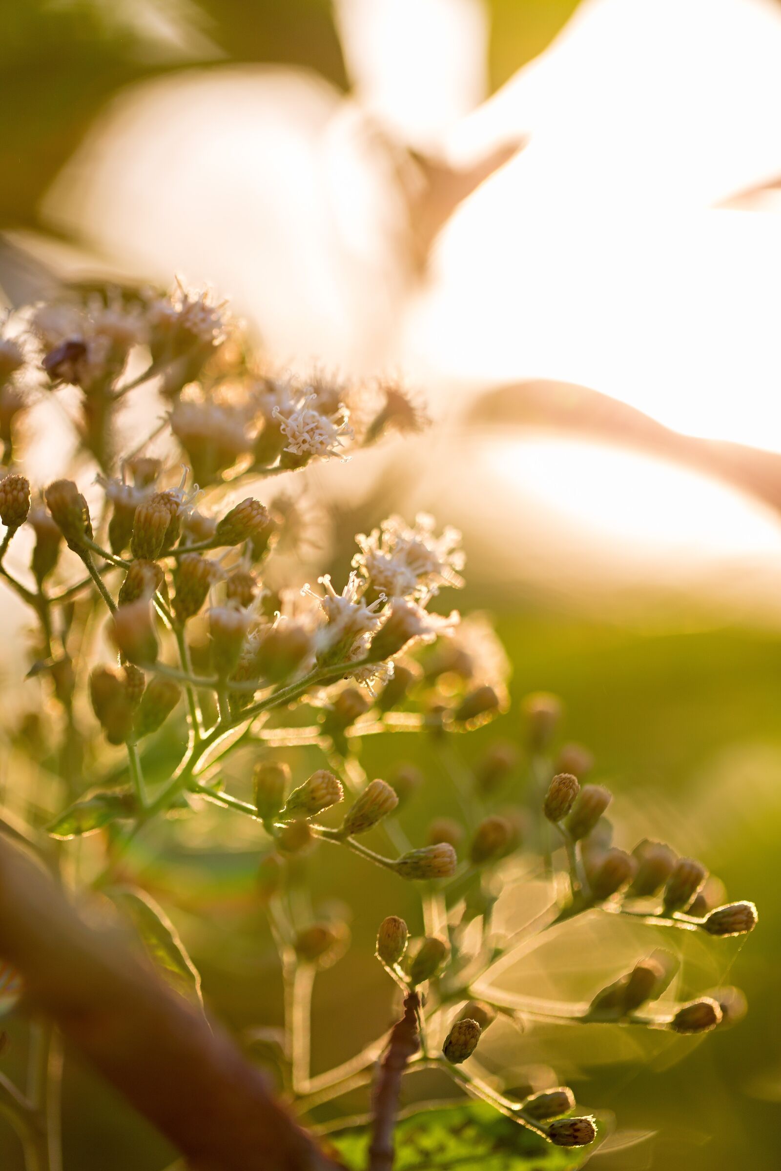 Canon EF 100mm F2.8L Macro IS USM sample photo. Flower, sun, green photography