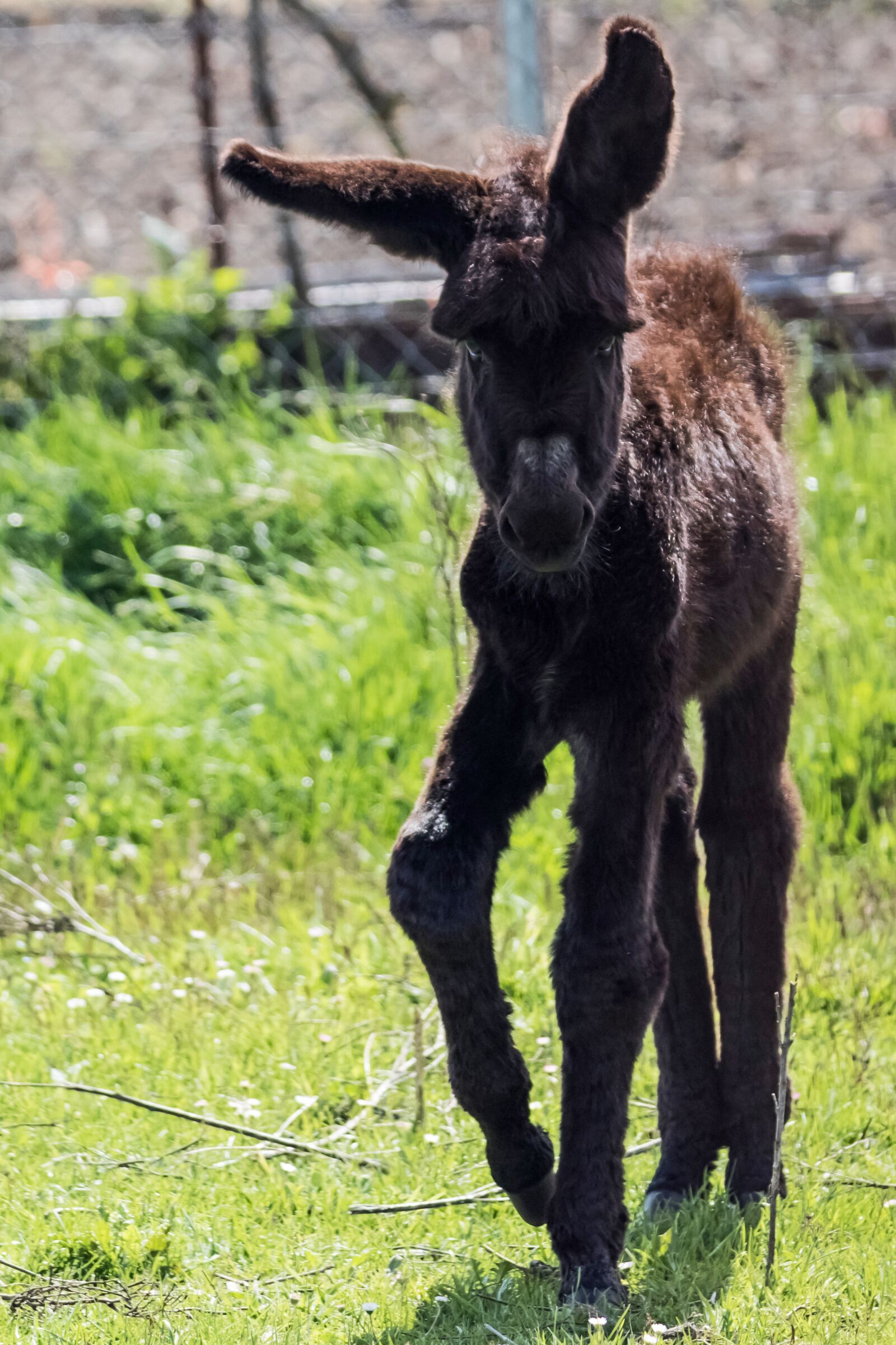 Canon EOS 7D Mark II sample photo. Spain, madrid, guadalix de photography