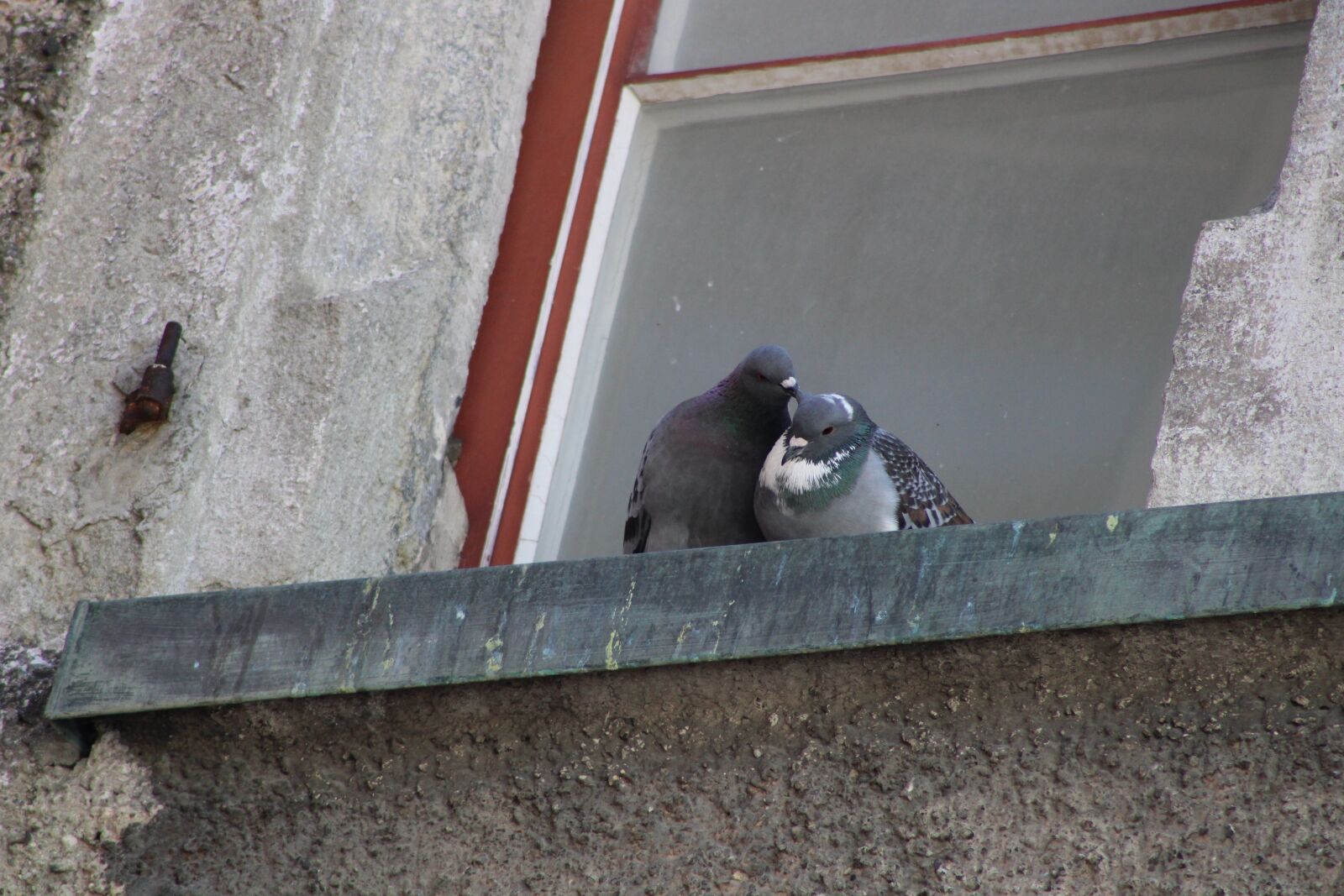 EF75-300mm f/4-5.6 sample photo. Pigeons, couple, birds photography