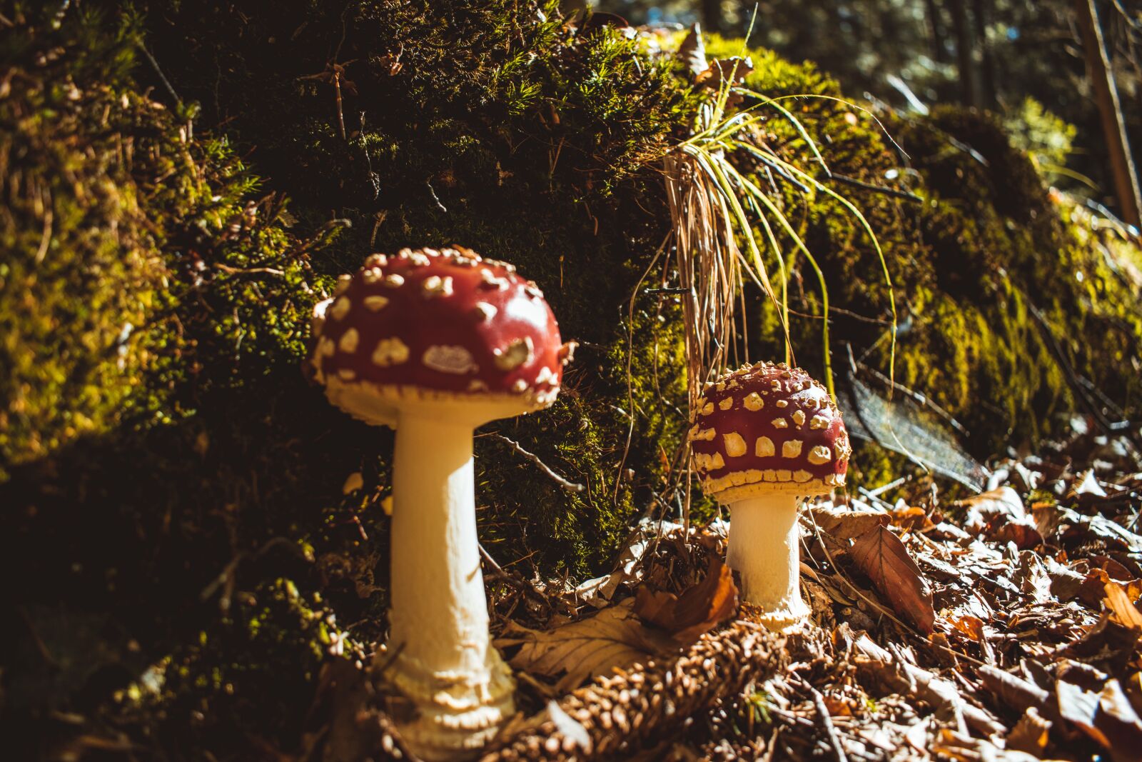Nikon D5300 sample photo. Mushrooms, fly agaric, toxic photography