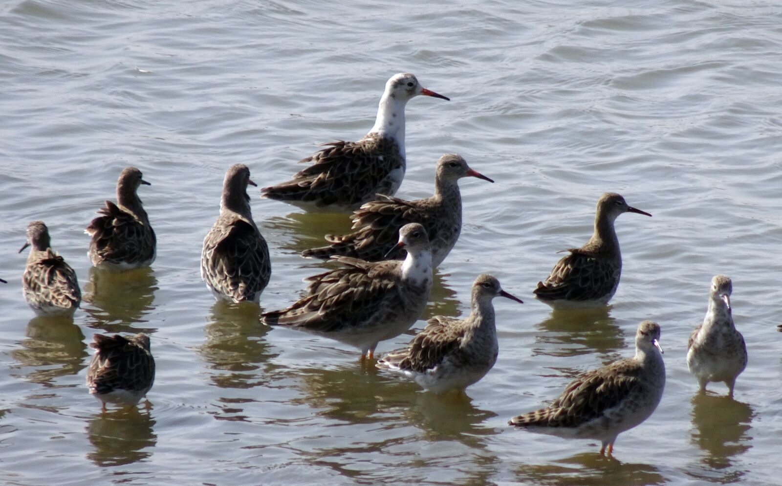 Sony Cyber-shot DSC-HX90V sample photo. Bird, ruff, calidris pugnax photography