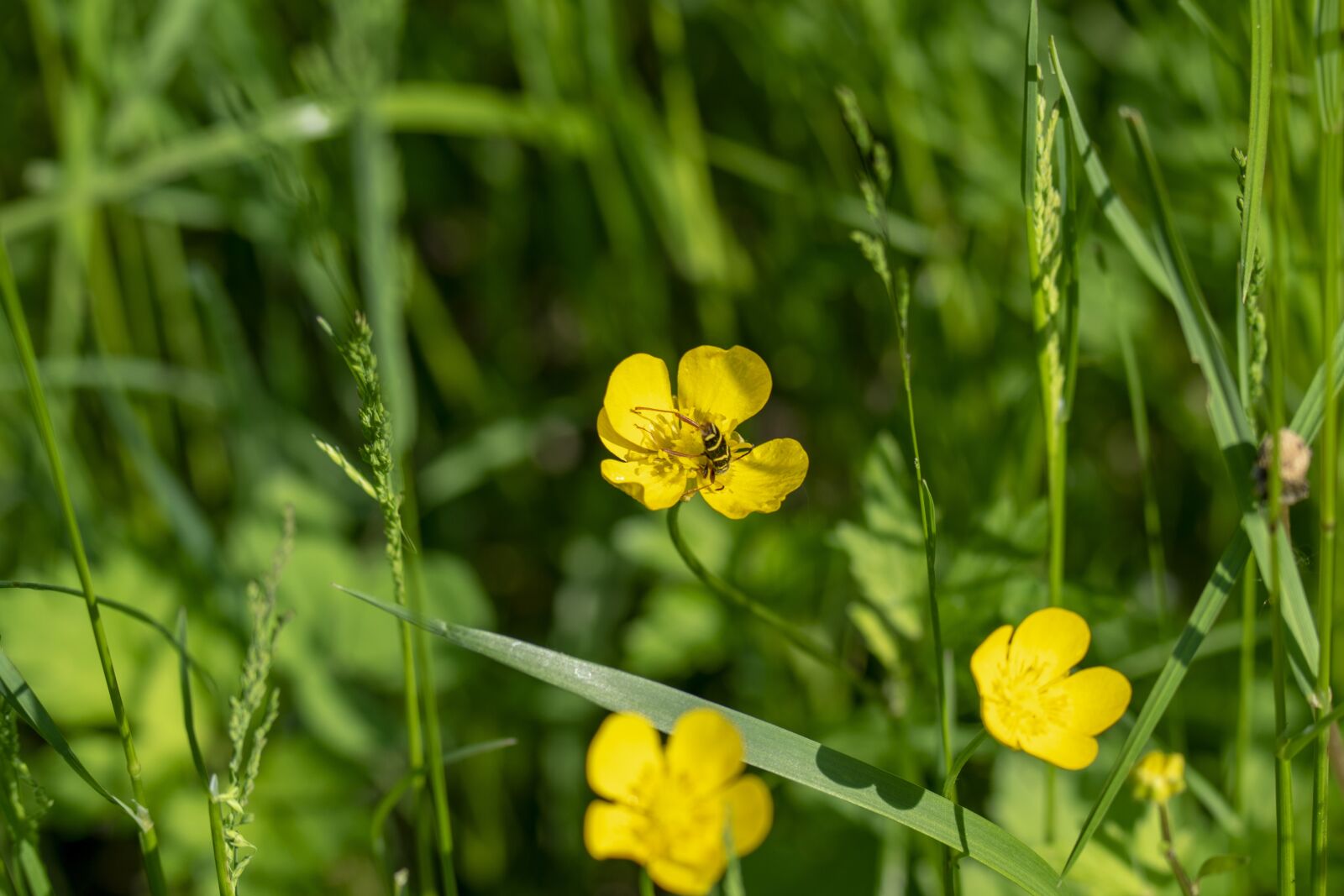 Nikon D5300 sample photo. Macro, flower, wildflower photography