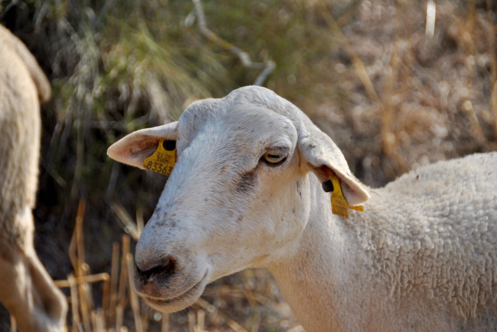 Nikon D3000 sample photo. Sheep, goat, nature photography