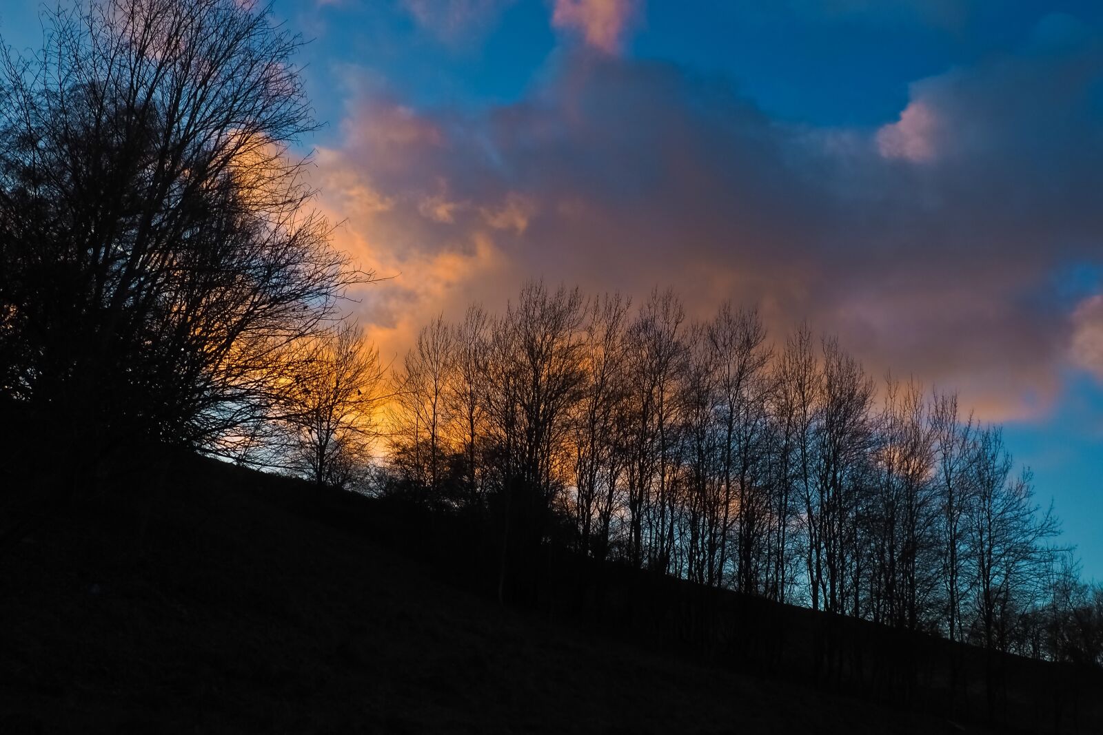 Olympus OM-D E-M10 sample photo. Dusk, forest, nature photography