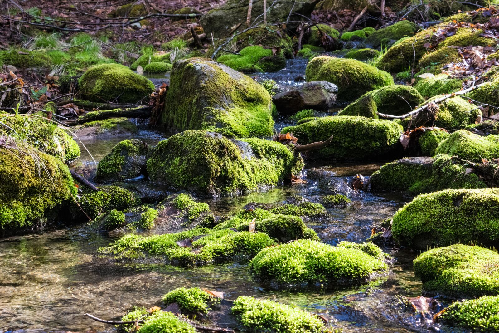 Nikon D3300 sample photo. Nature, water, moss photography