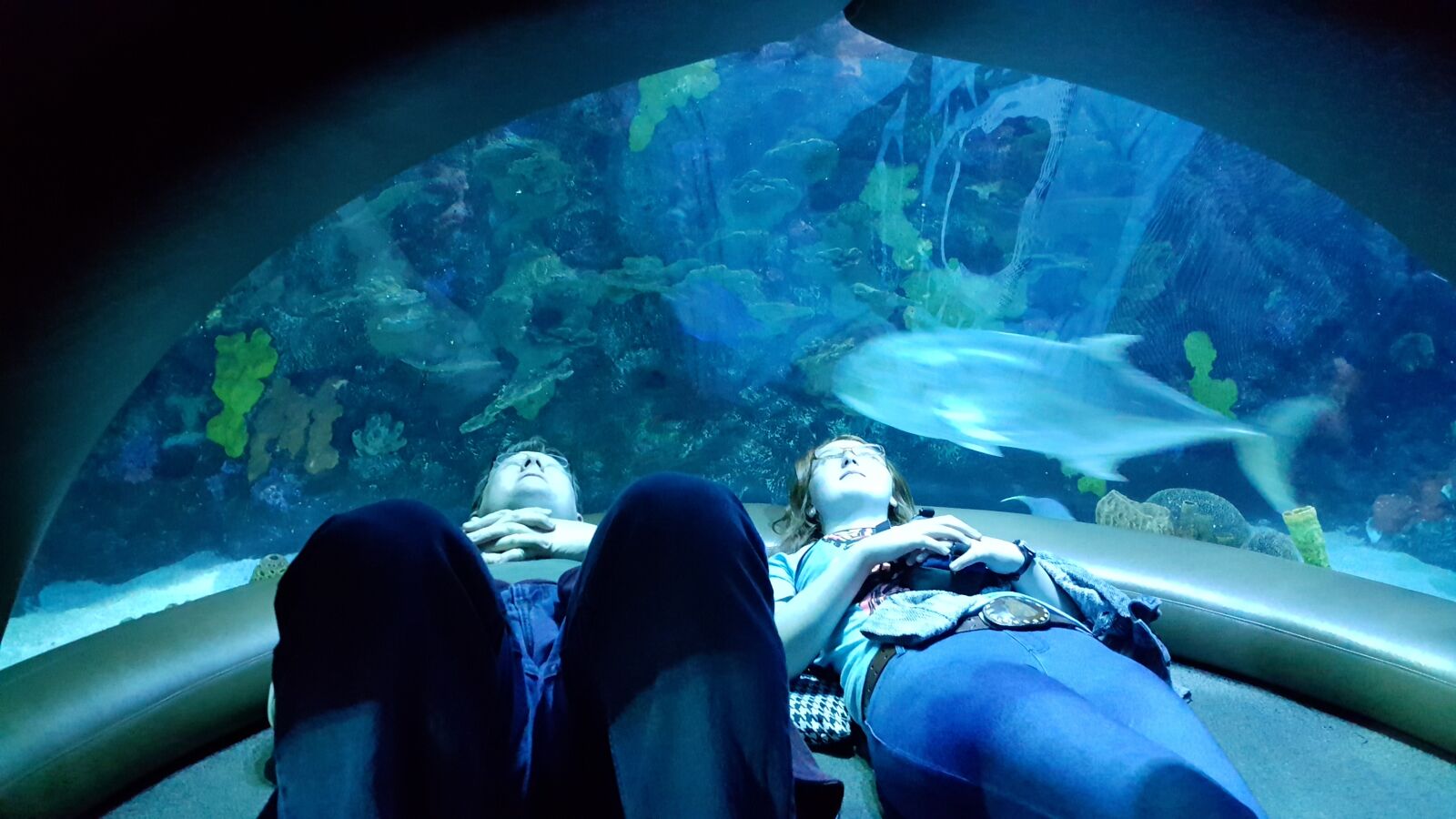 Samsung Galaxy S6 sample photo. Aquarium, gaze, relax photography