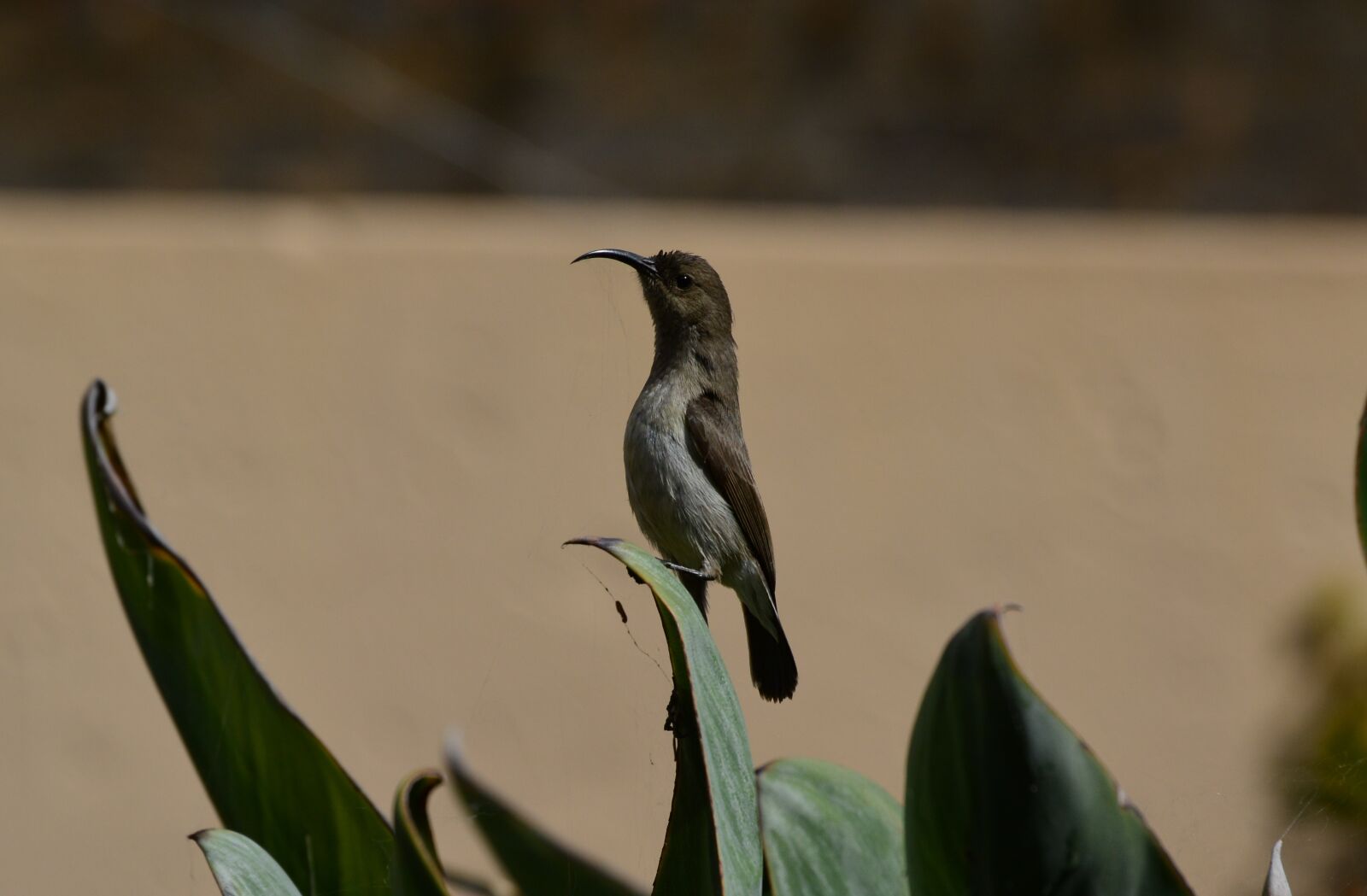 Nikon D5200 sample photo. Malachite, sunbird, female photography