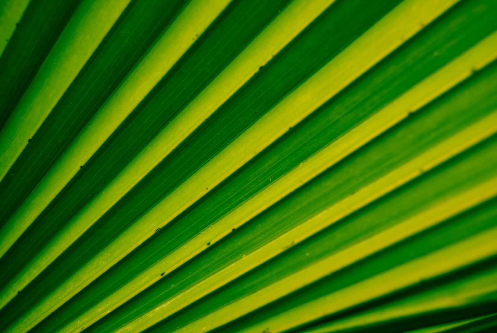 Nikon D60 sample photo. Green, texture, sheet photography
