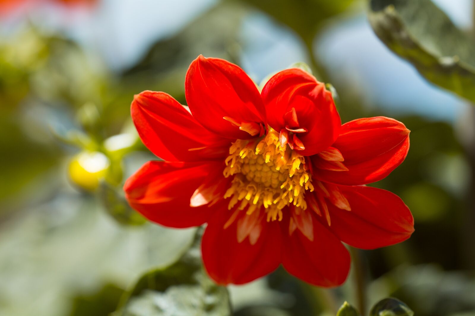 Nikon D7100 sample photo. Blossom, bloom, flower photography