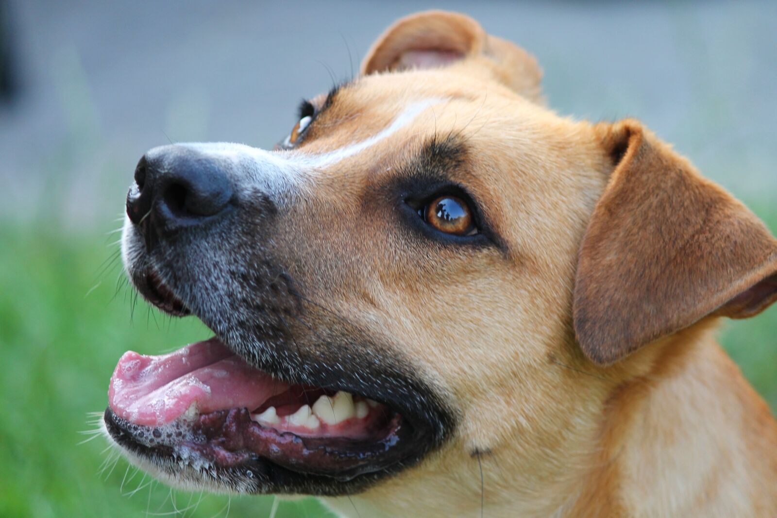 Canon EOS 1100D (EOS Rebel T3 / EOS Kiss X50) sample photo. Dog, hybrid, portrait photography