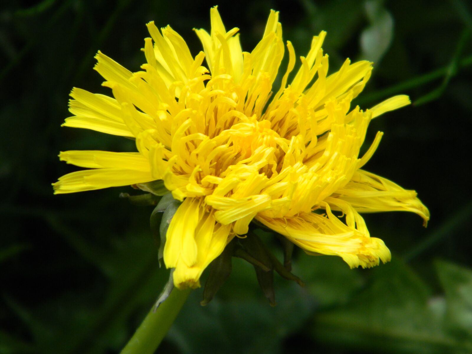 Nikon Coolpix L110 sample photo. Dandelion, nature, flora photography