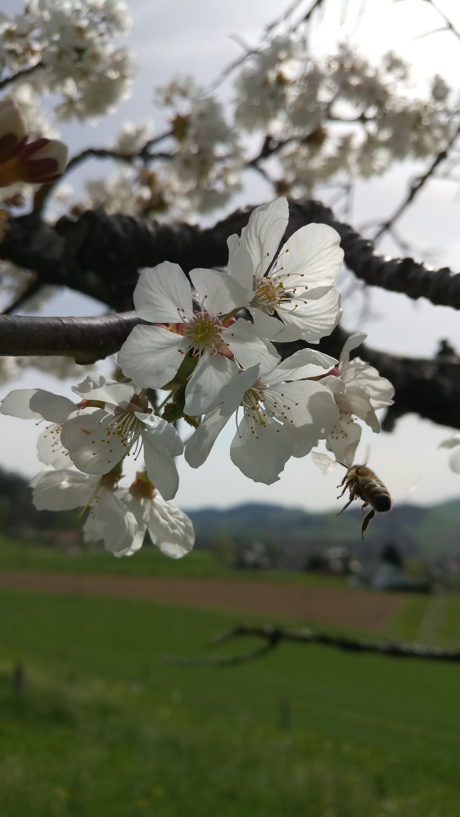 SHIFT 6M sample photo. Bee, tree, spring photography