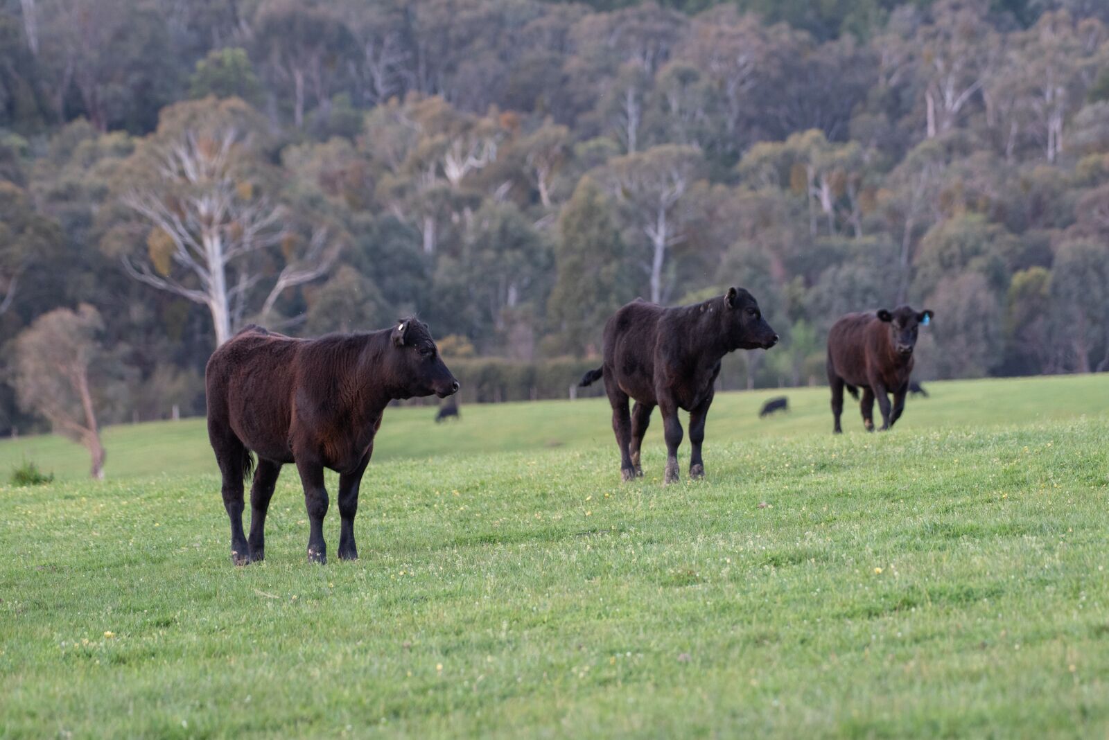 Nikon D750 sample photo. Cow, calf, black angus photography