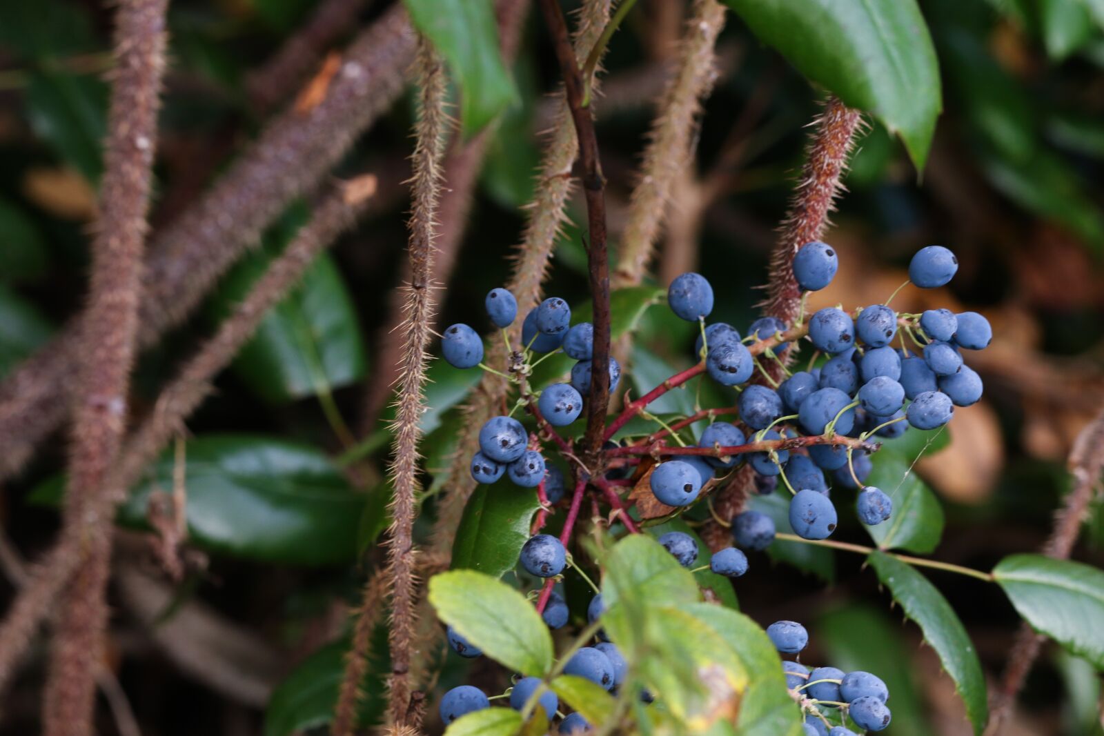 Canon EOS 7D Mark II sample photo. Berry, plant, autumn photography