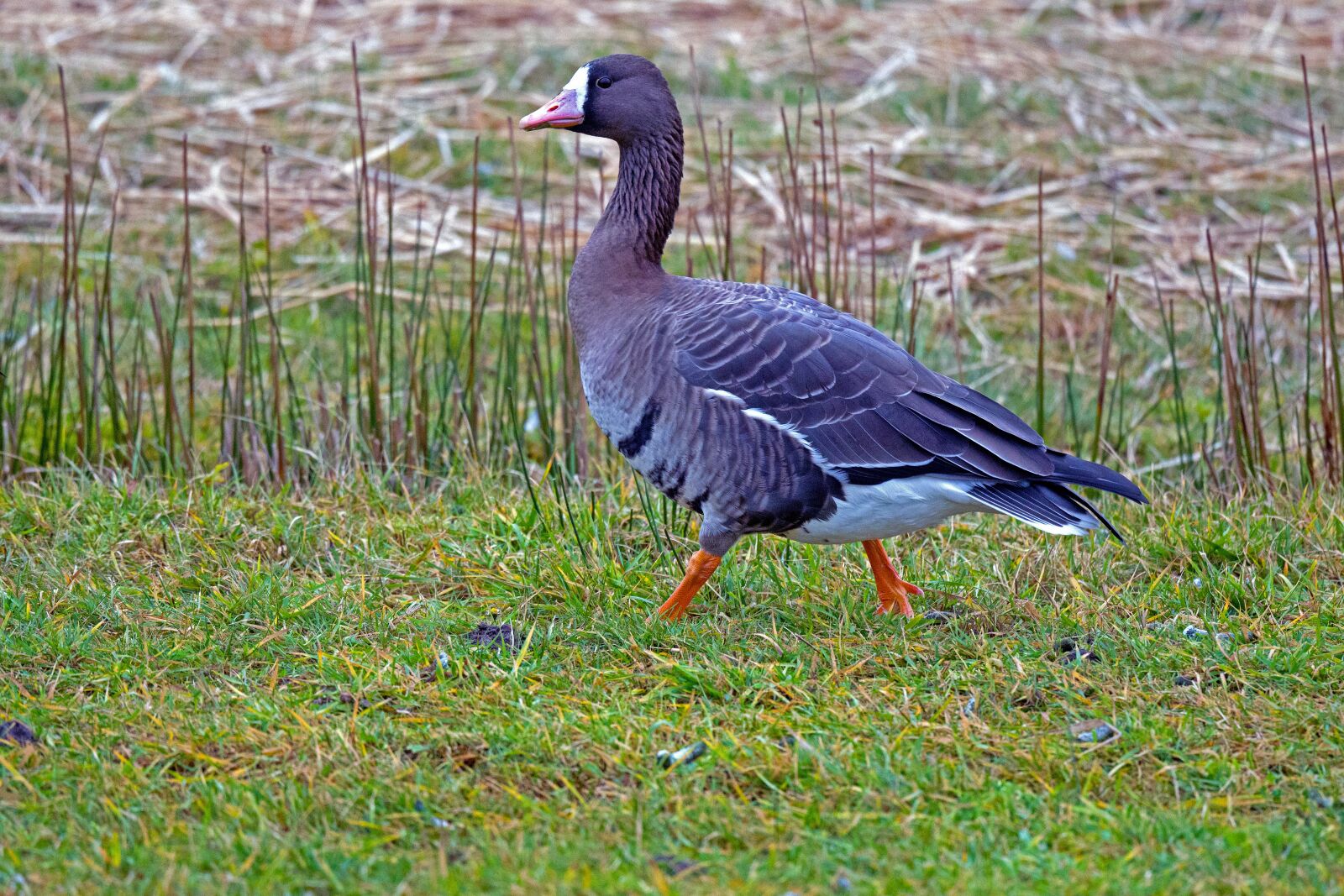 Nikon D500 sample photo. Greater white-fronted goose, wild photography