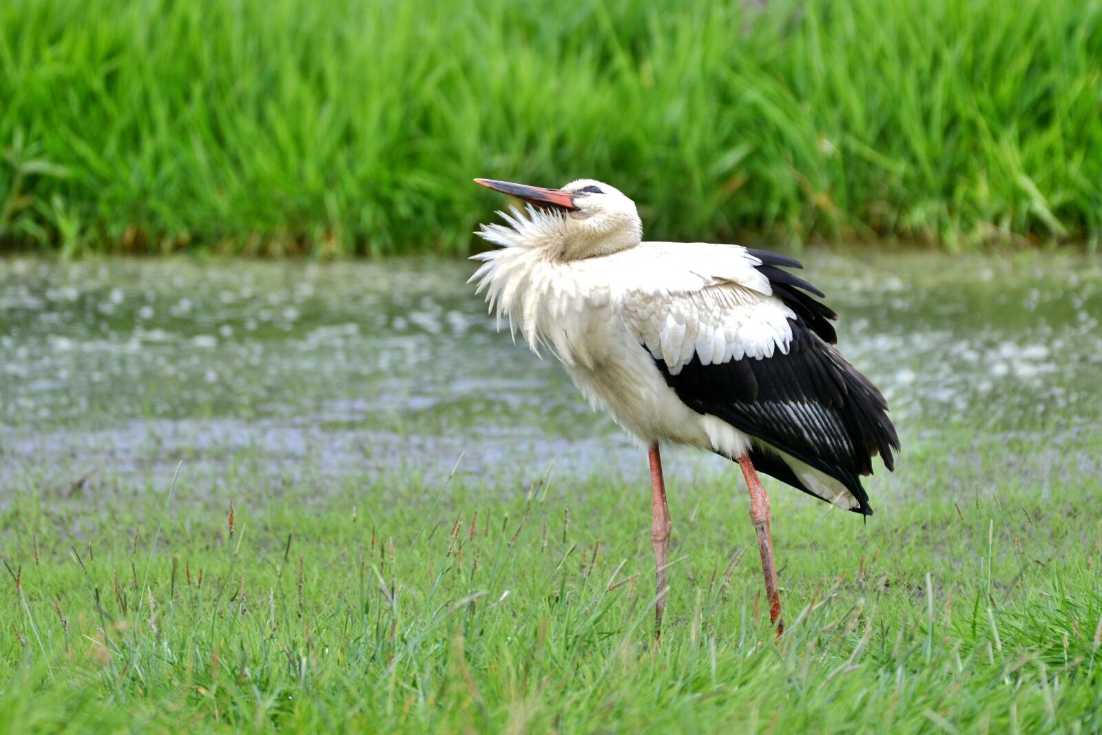 Nikon D600 sample photo. Stork, bird, plumage photography