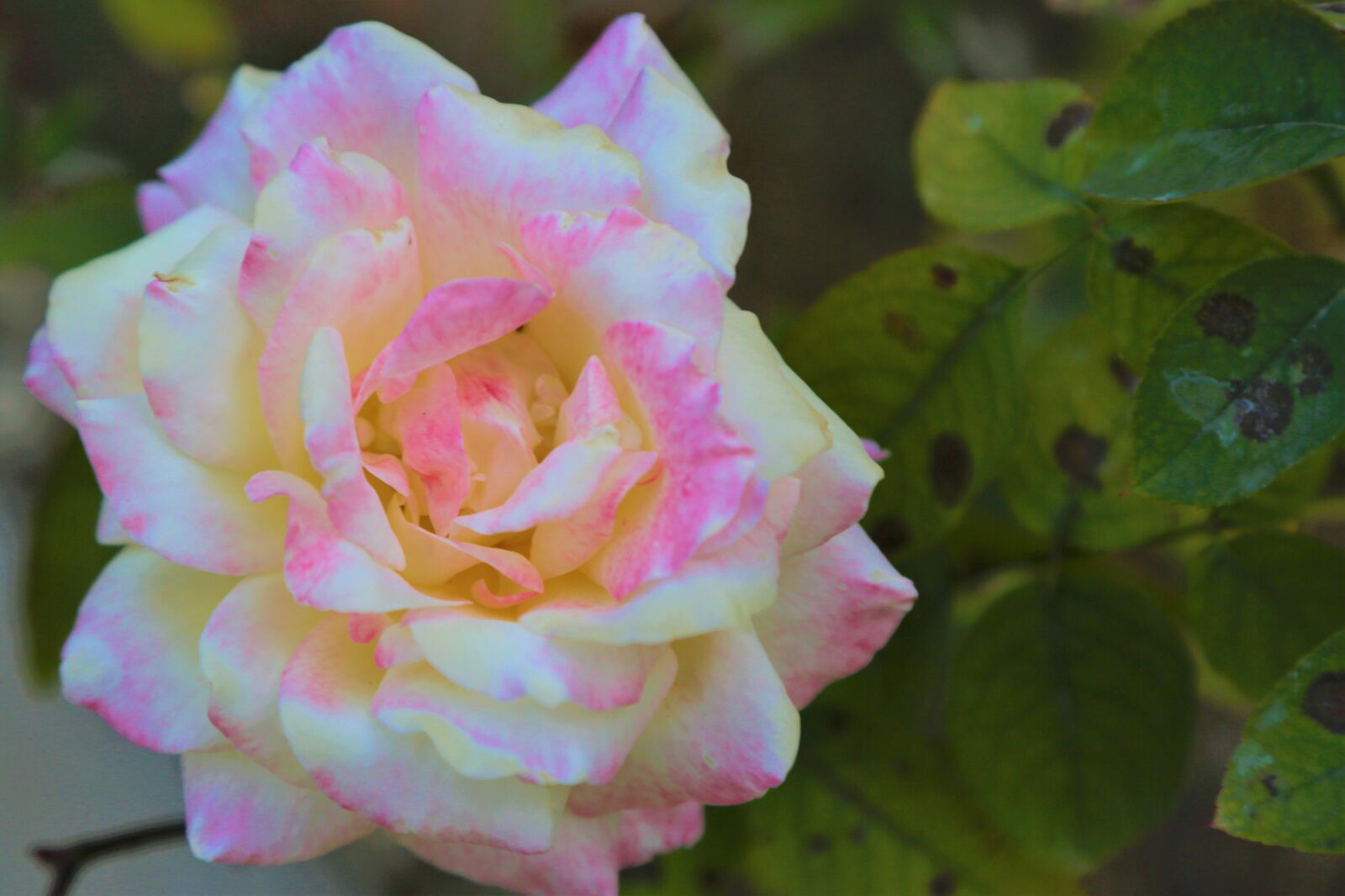 Canon EF 24-105mm F4L IS USM sample photo. Rose, nature, pink photography
