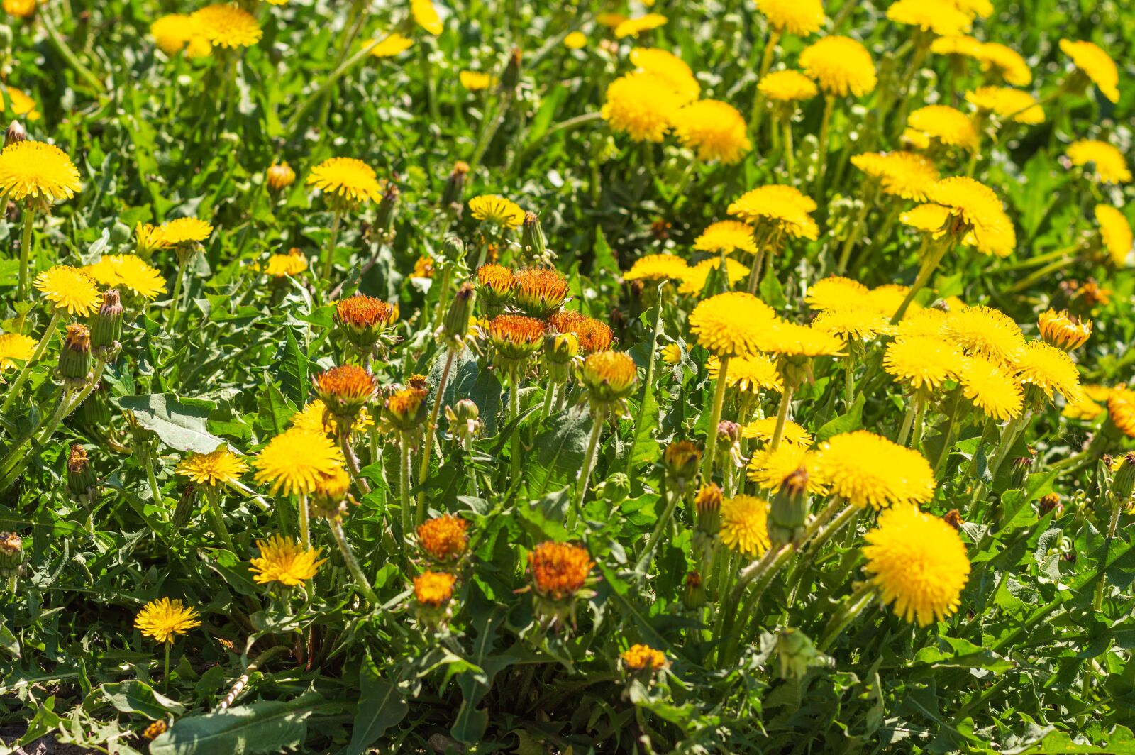 Nikon D3200 sample photo. Flowers, nature, meadow photography