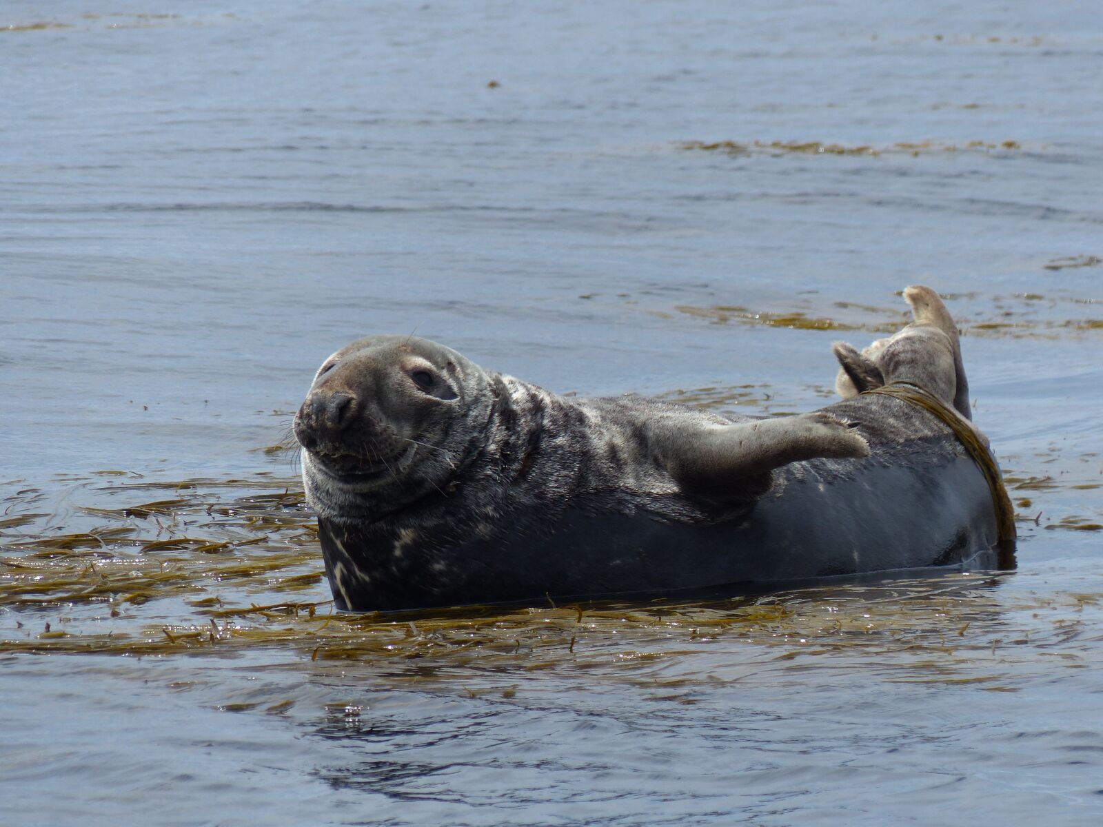 Panasonic Lumix DMC-FZ200 sample photo. Seal, wild animal, marine photography