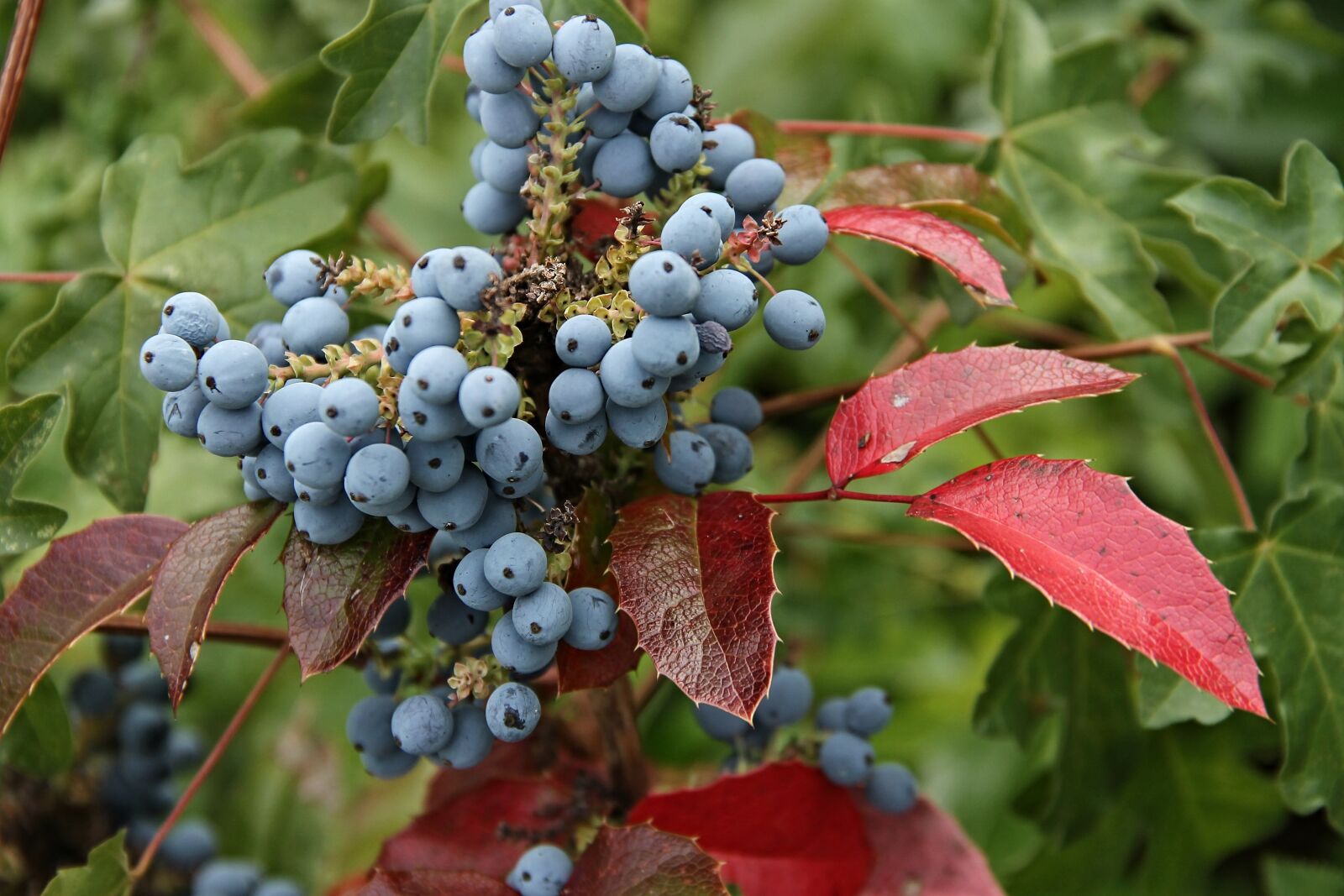 Canon EOS 1100D (EOS Rebel T3 / EOS Kiss X50) sample photo. Mahogany, barberry, berberis aquifolium photography