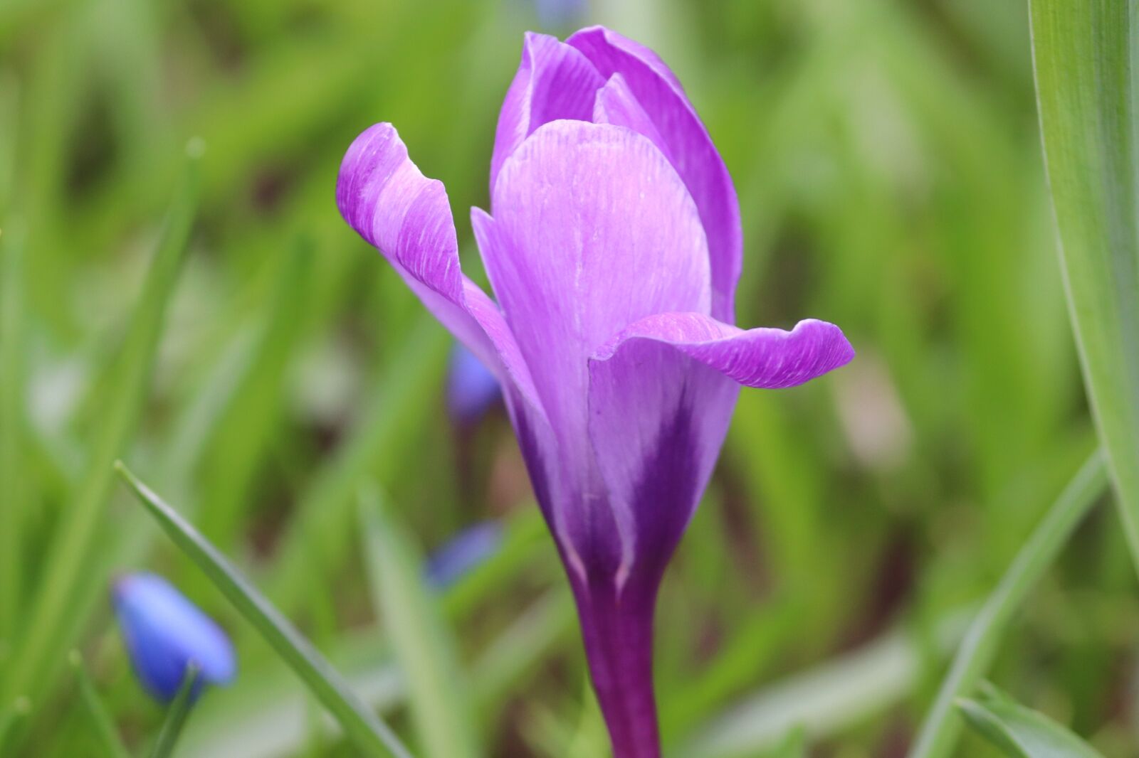 Canon EOS 200D (EOS Rebel SL2 / EOS Kiss X9) sample photo. Crocus, individually, spring photography
