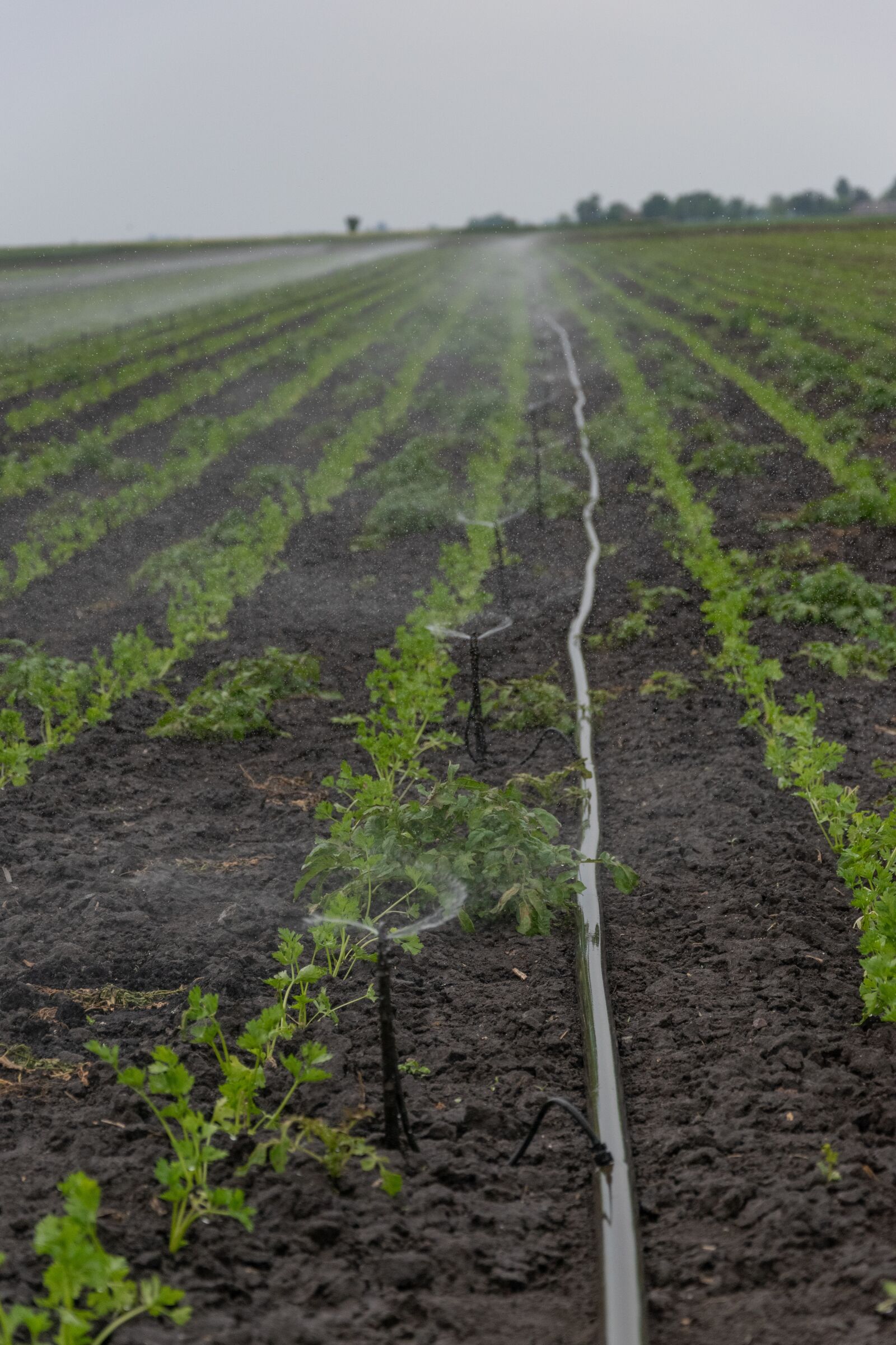 Nikon D3300 sample photo. Irrigation, agriculture, water photography