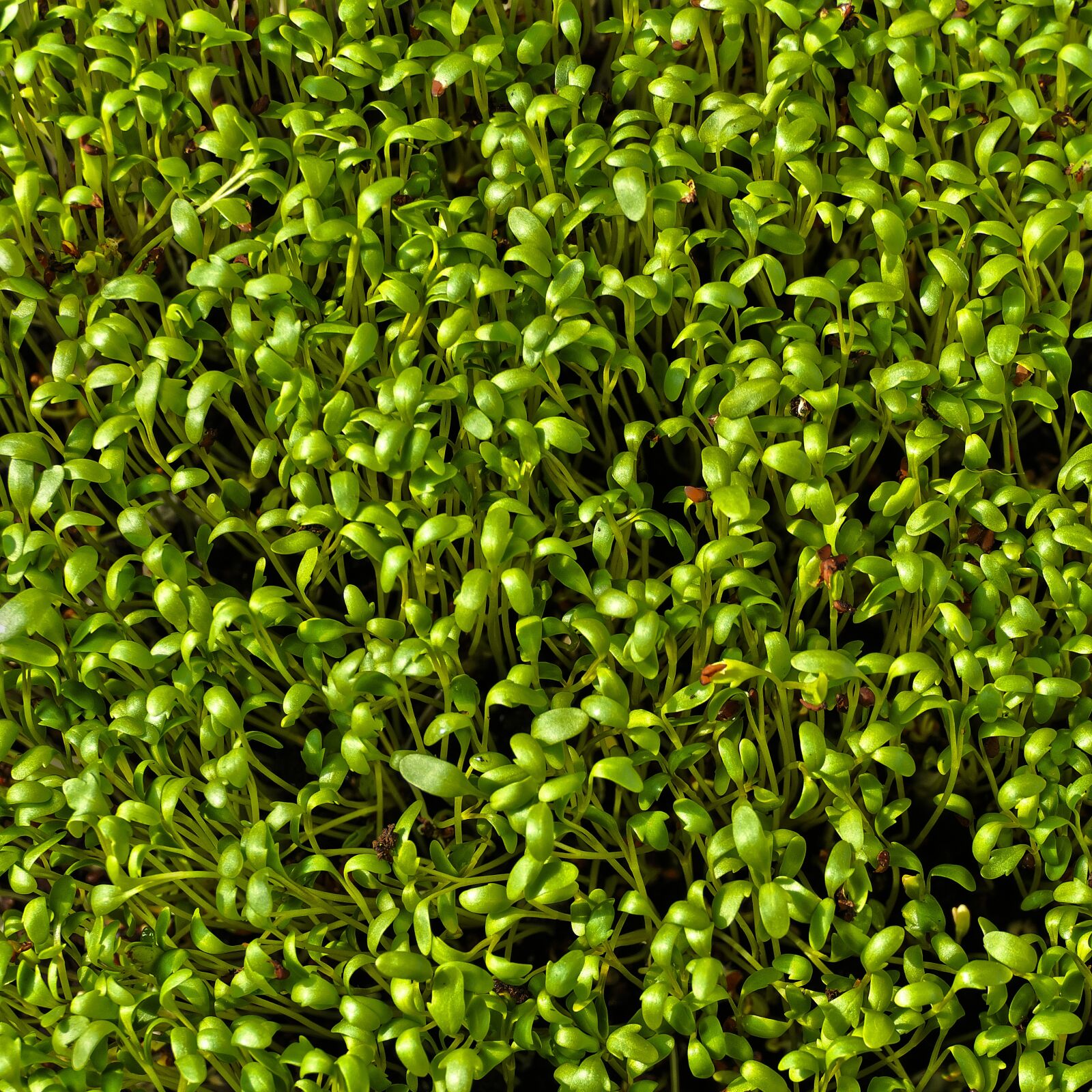 Panasonic Lumix DMC-FZ1000 sample photo. Cress, seedlings, herbs photography