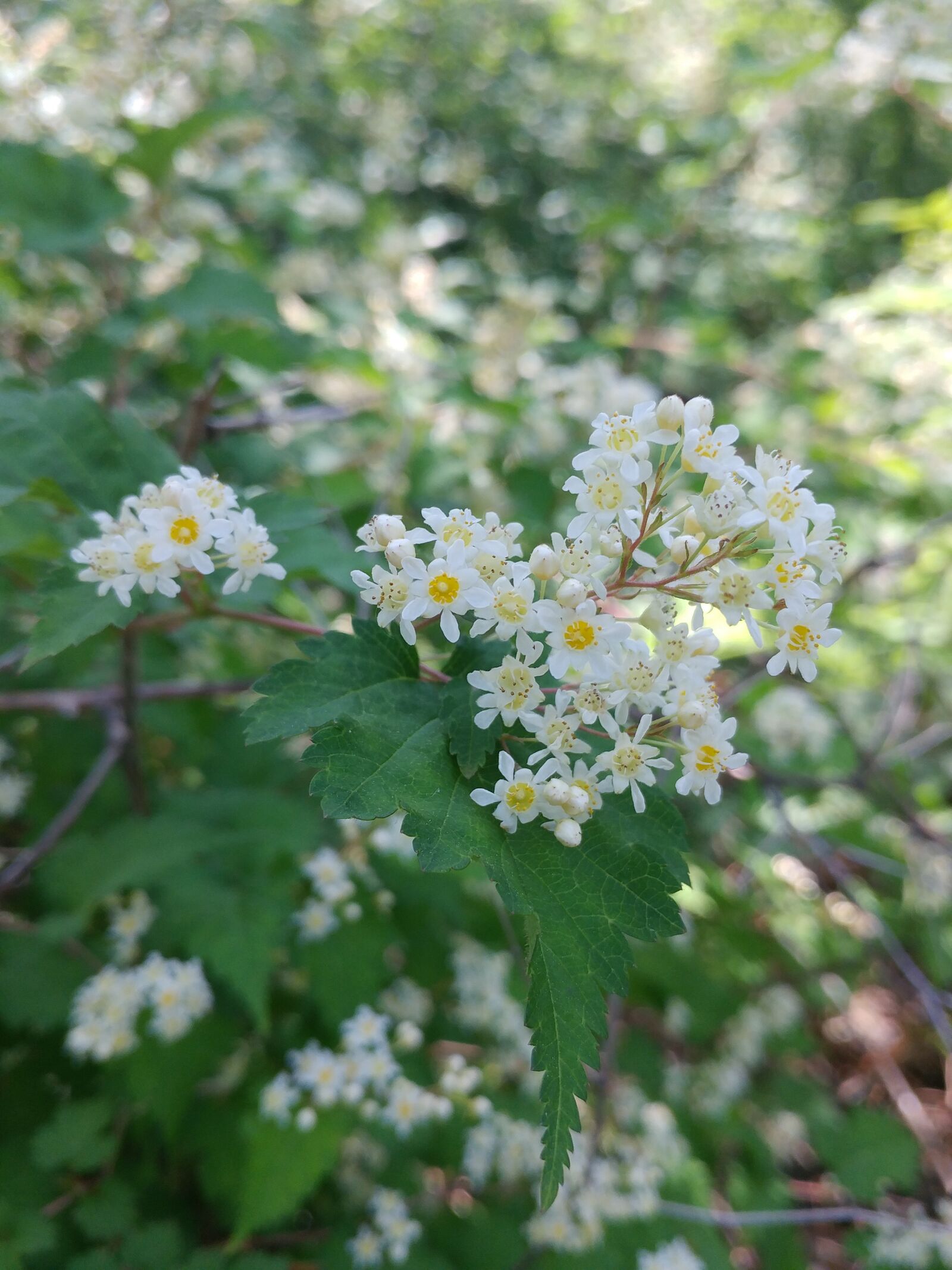 LG G5 sample photo. Nature, flowers, plants photography
