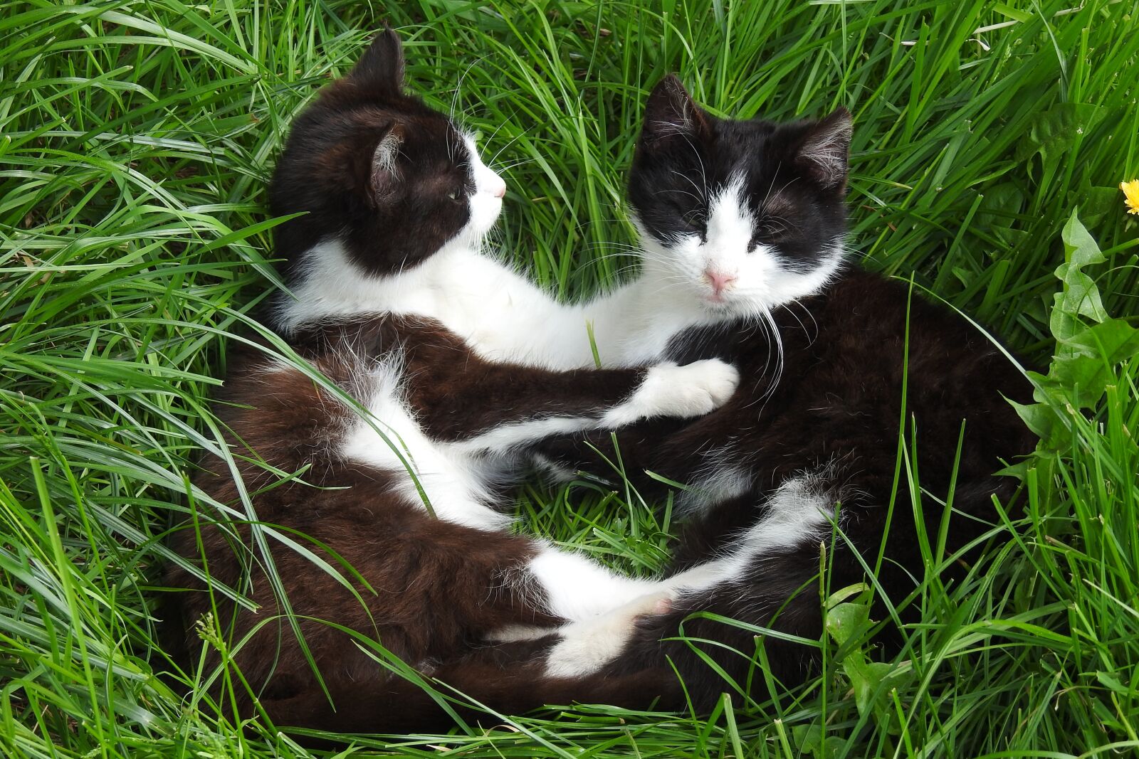 Nikon Coolpix P900 sample photo. Charming, lawn, animals photography