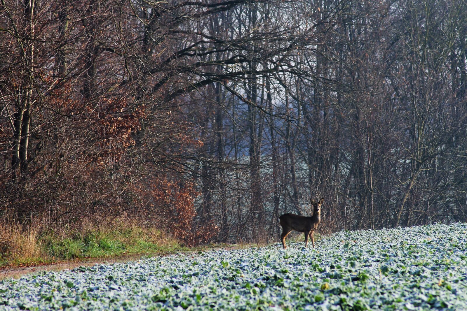 Canon EOS 1100D (EOS Rebel T3 / EOS Kiss X50) sample photo. Roe deer, forest, field photography