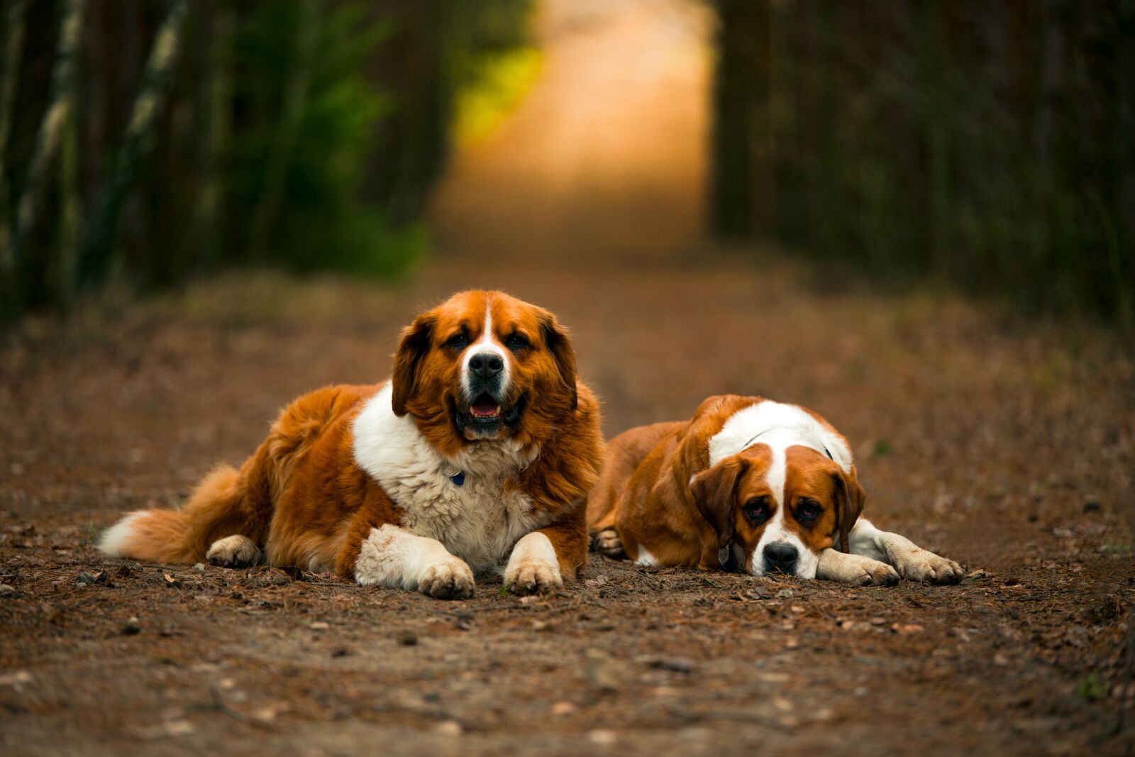 Canon EOS 6D sample photo. Dog, nature, path photography