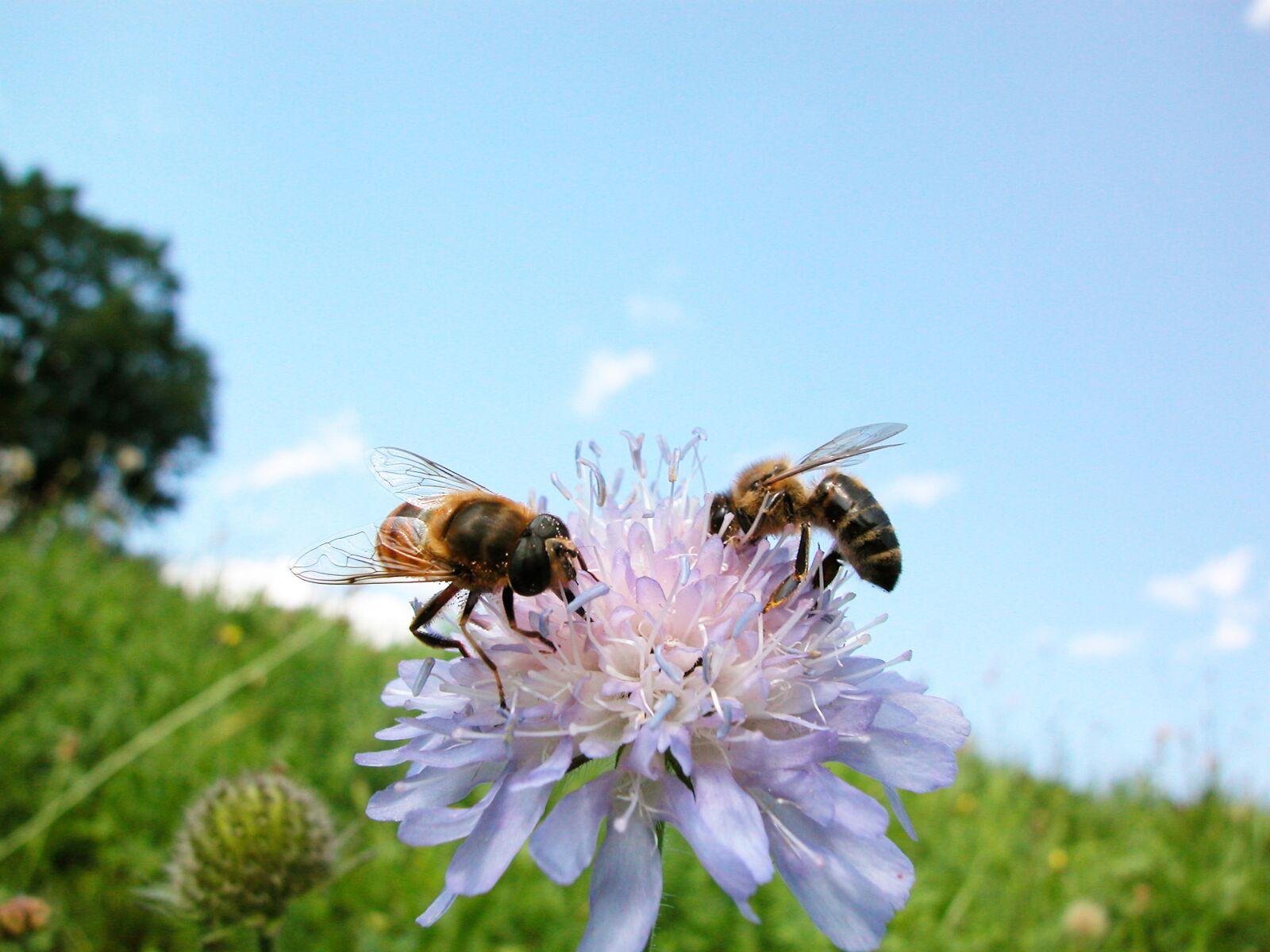 Nikon E5000 sample photo. Bee, bees, flower photography