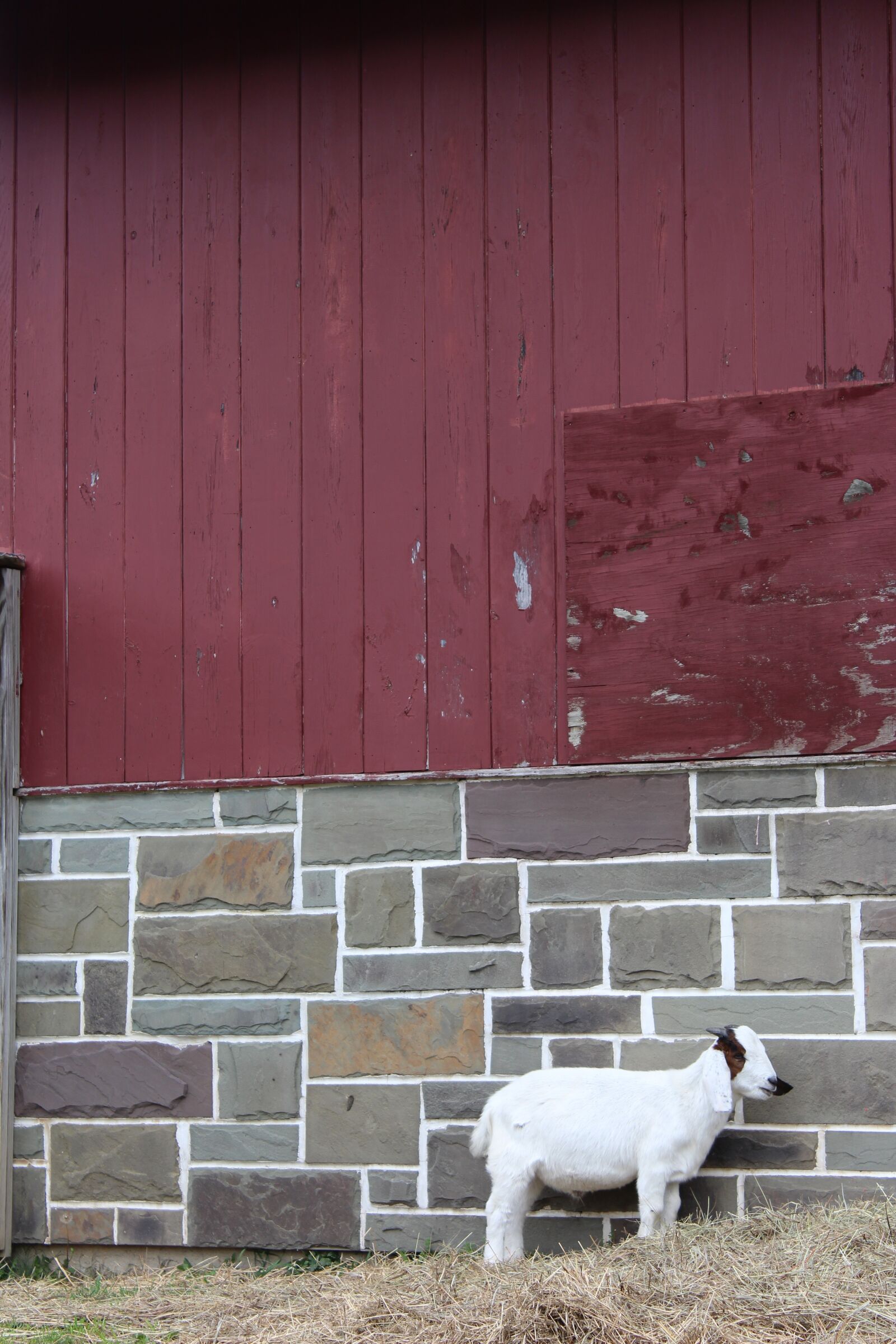 Canon EOS 1200D (EOS Rebel T5 / EOS Kiss X70 / EOS Hi) sample photo. Goat, farm, upstate new photography
