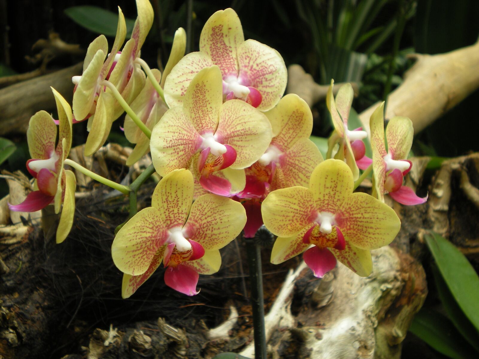 Nikon Coolpix S210 sample photo. Orchid, garden, singapore photography