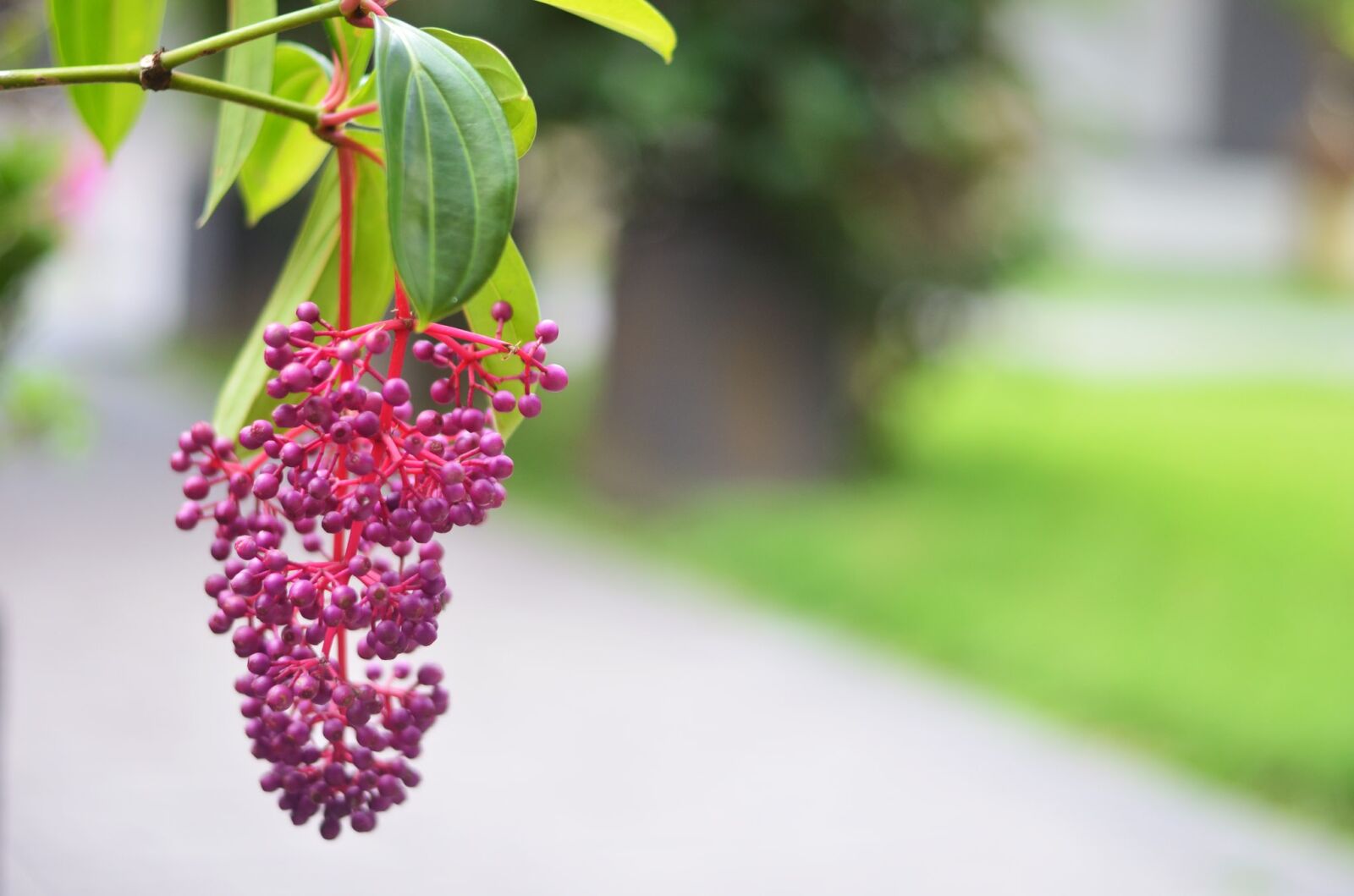 Nikon D5100 sample photo. Nature, flower, flora photography