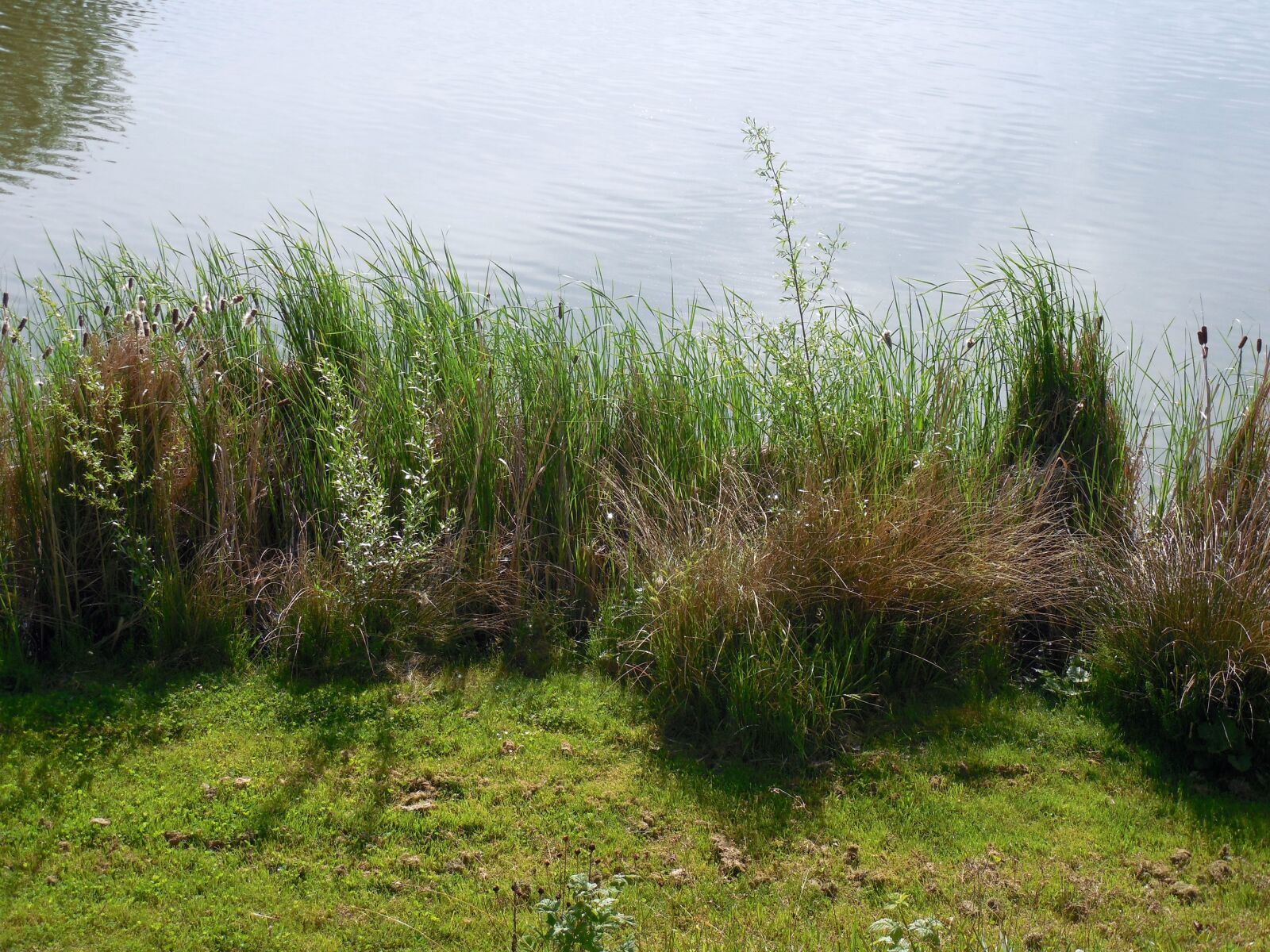 Nikon COOLPIX L620 sample photo. Bank, pond, lake photography