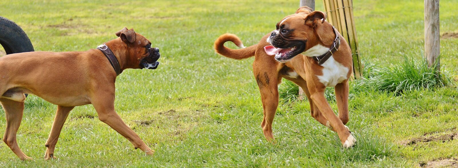 Nikon D3200 sample photo. Boxer dogs, dogs, good photography
