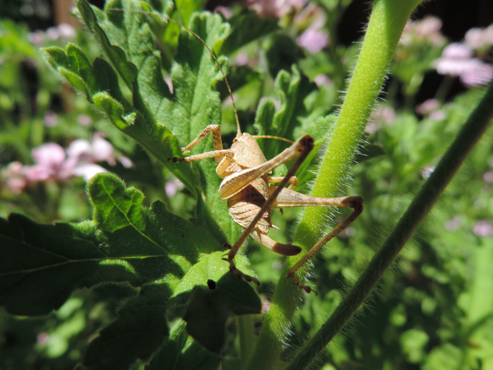 Nikon Coolpix P520 sample photo. Grasshopper, flower, insect photography