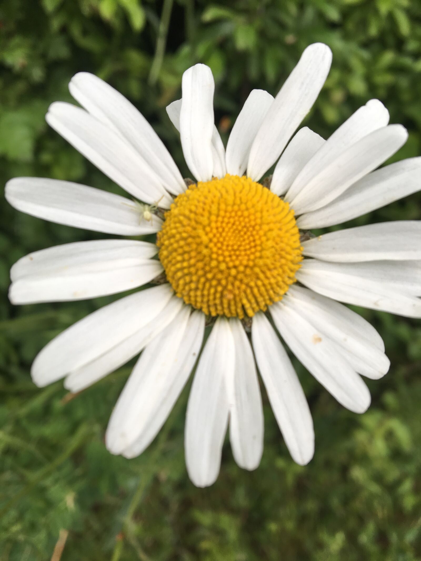Apple iPhone 6s sample photo. Close up, daisy, yellow photography