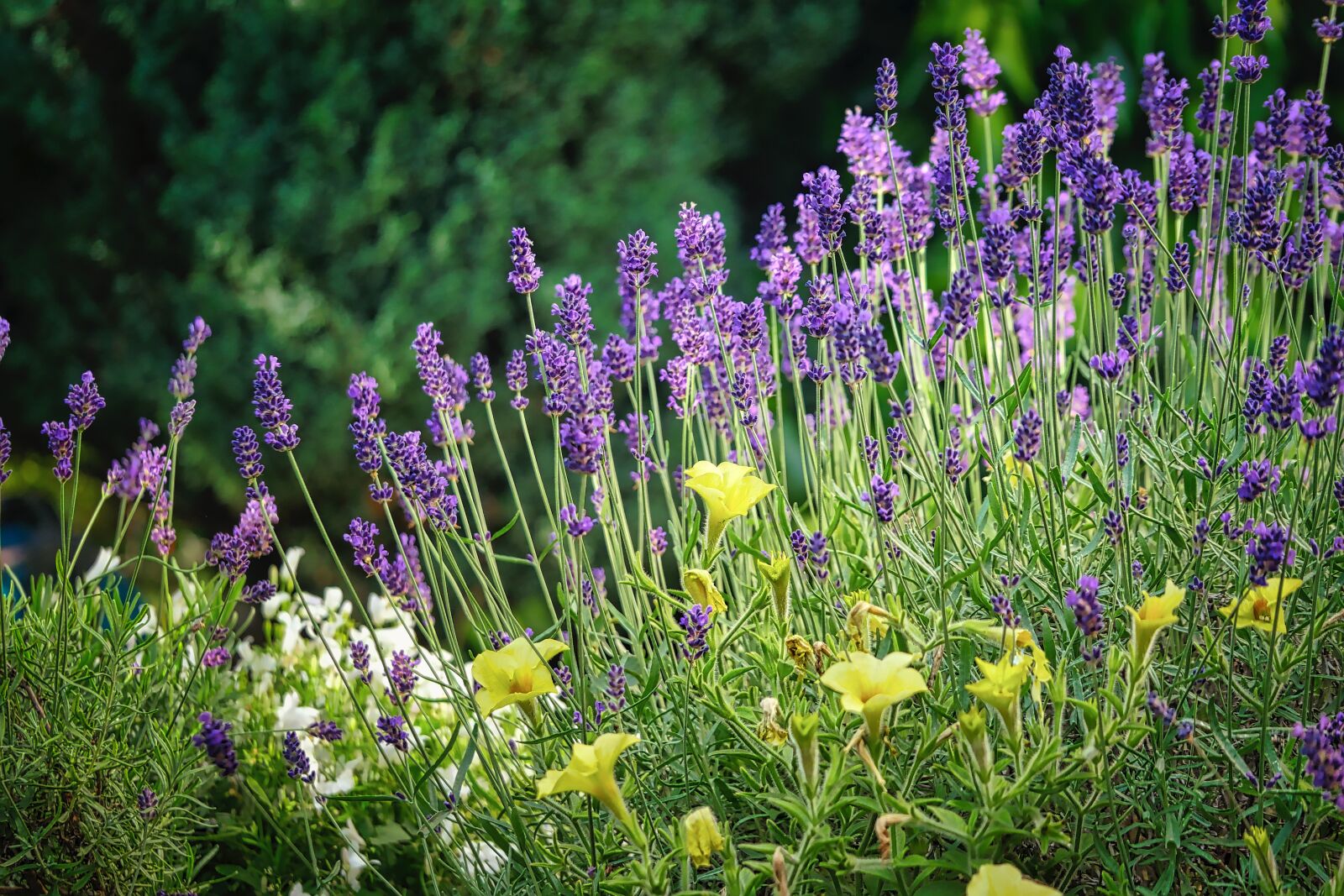 Panasonic Lumix DMC-GX8 sample photo. Lavender, flowers, violet photography