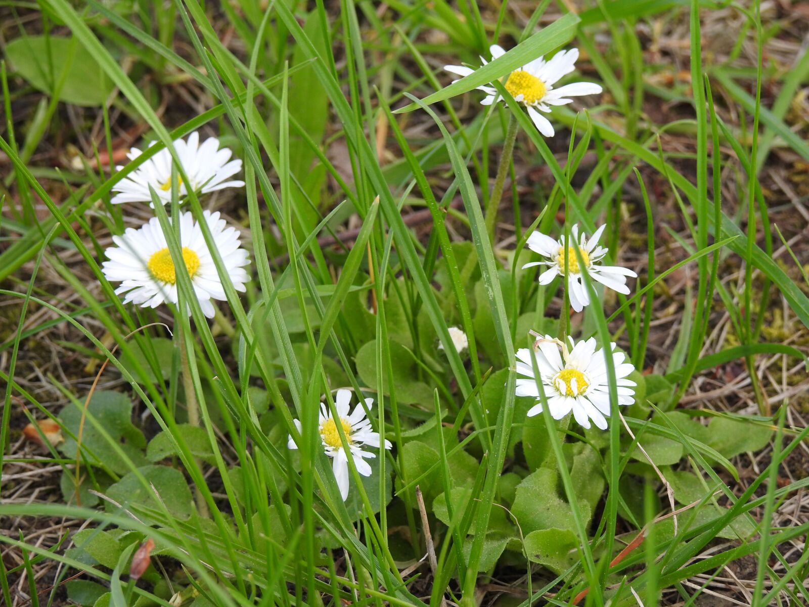 Nikon Coolpix P900 sample photo. Nature, flower, plant photography