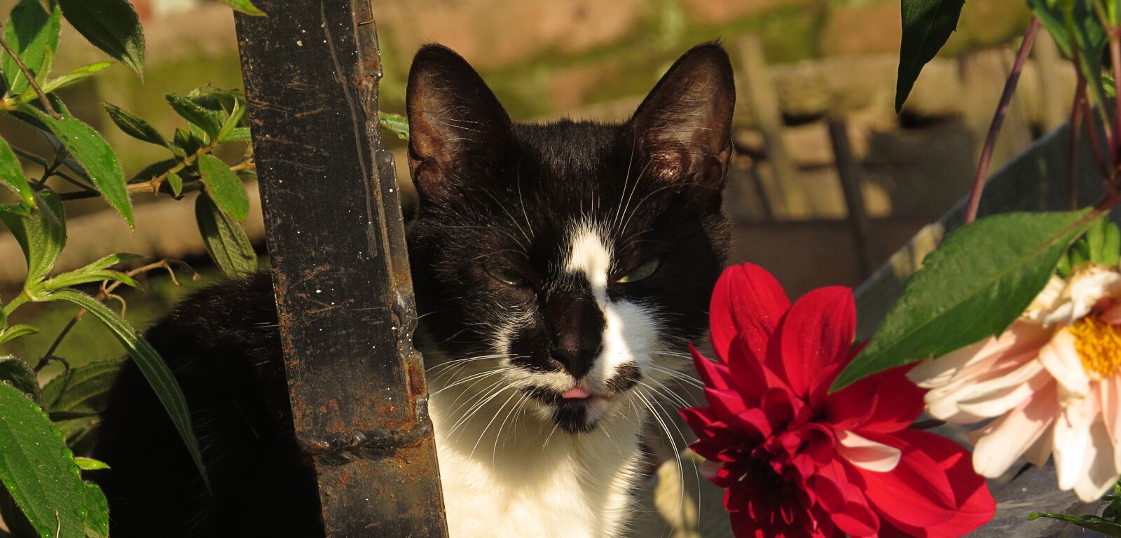 Canon PowerShot SX50 HS sample photo. Animalia, cat, nature photography