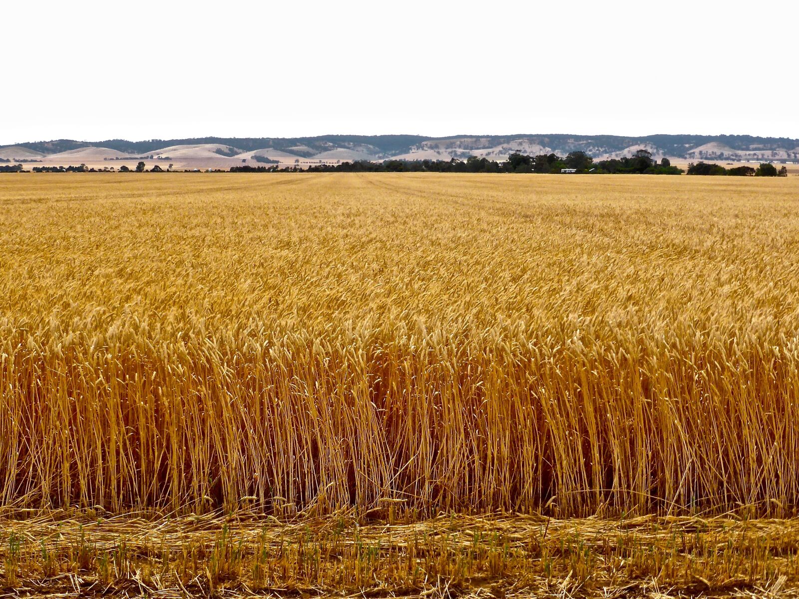 Panasonic DMC-TZ41 sample photo. Wheat, crop, agriculture photography