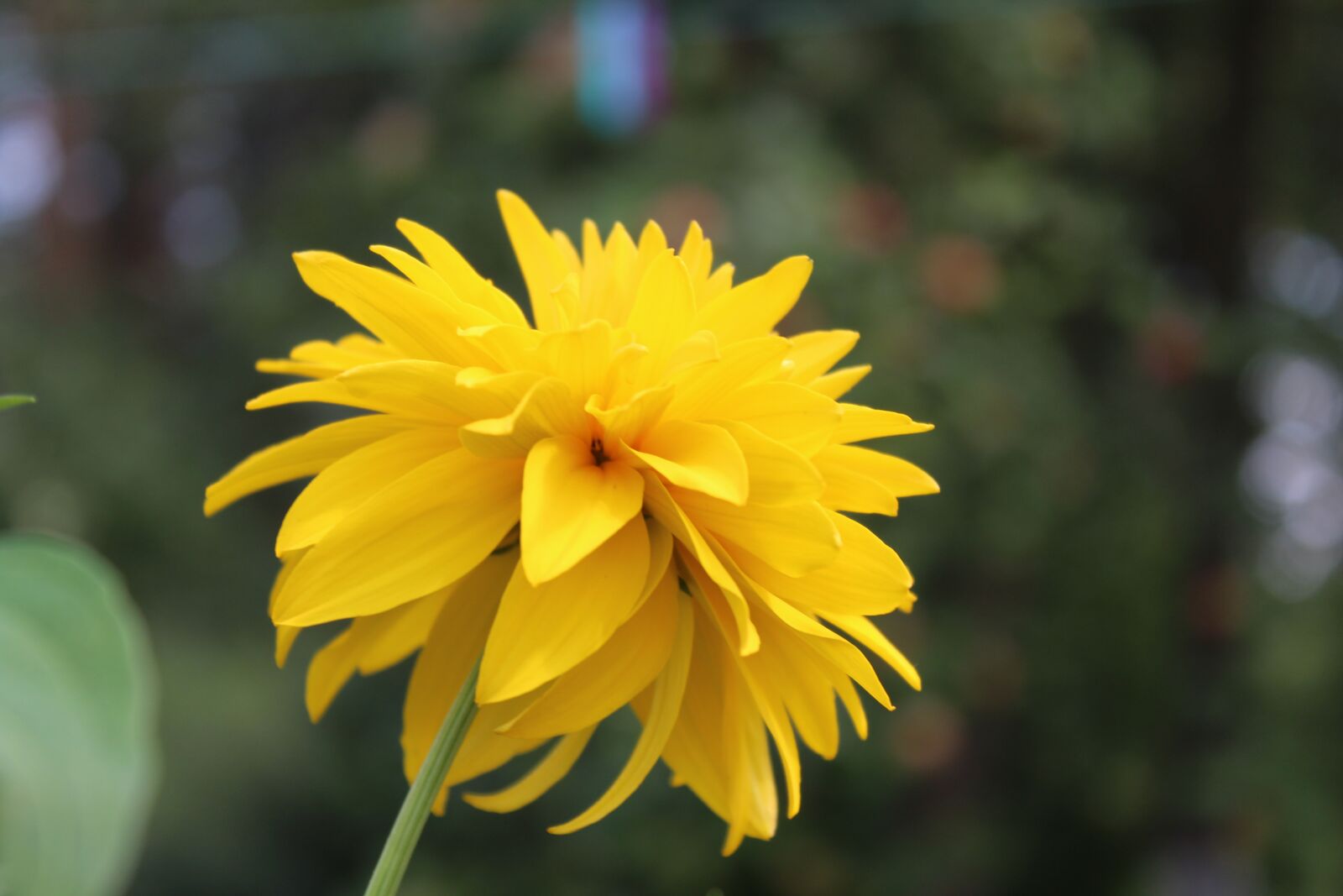 Canon EOS 1300D (EOS Rebel T6 / EOS Kiss X80) sample photo. Flower, garden, nature photography