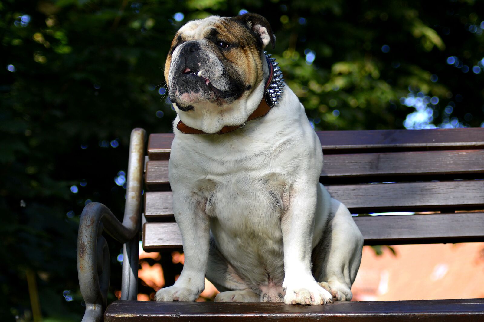 Nikon D3200 sample photo. Park bench, dog, relax photography