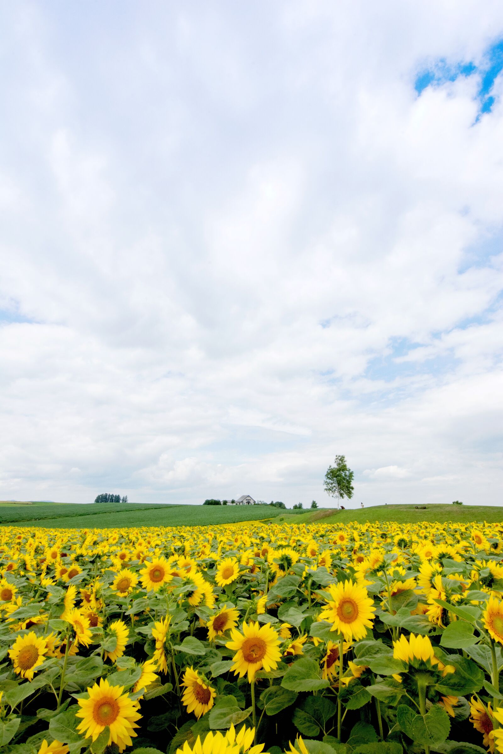Nikon D7100 sample photo. Japan, hokkaido, biei photography