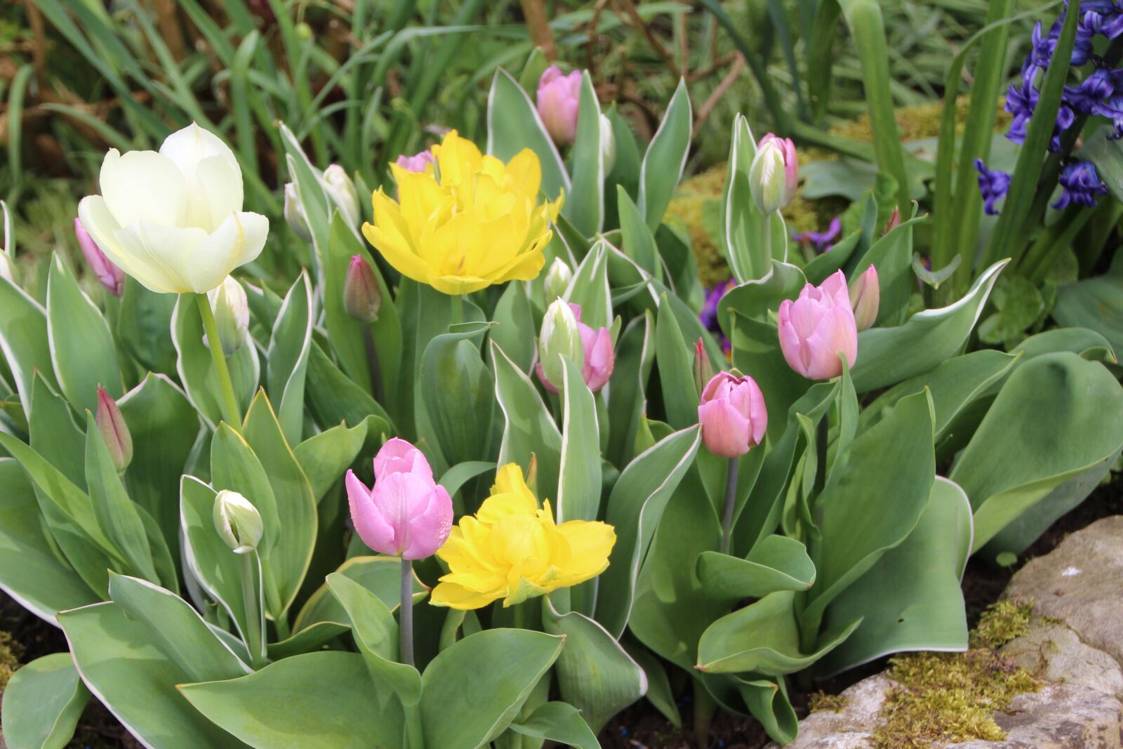 Canon EOS 600D (Rebel EOS T3i / EOS Kiss X5) sample photo. Tulips, spring, spring-flowering photography
