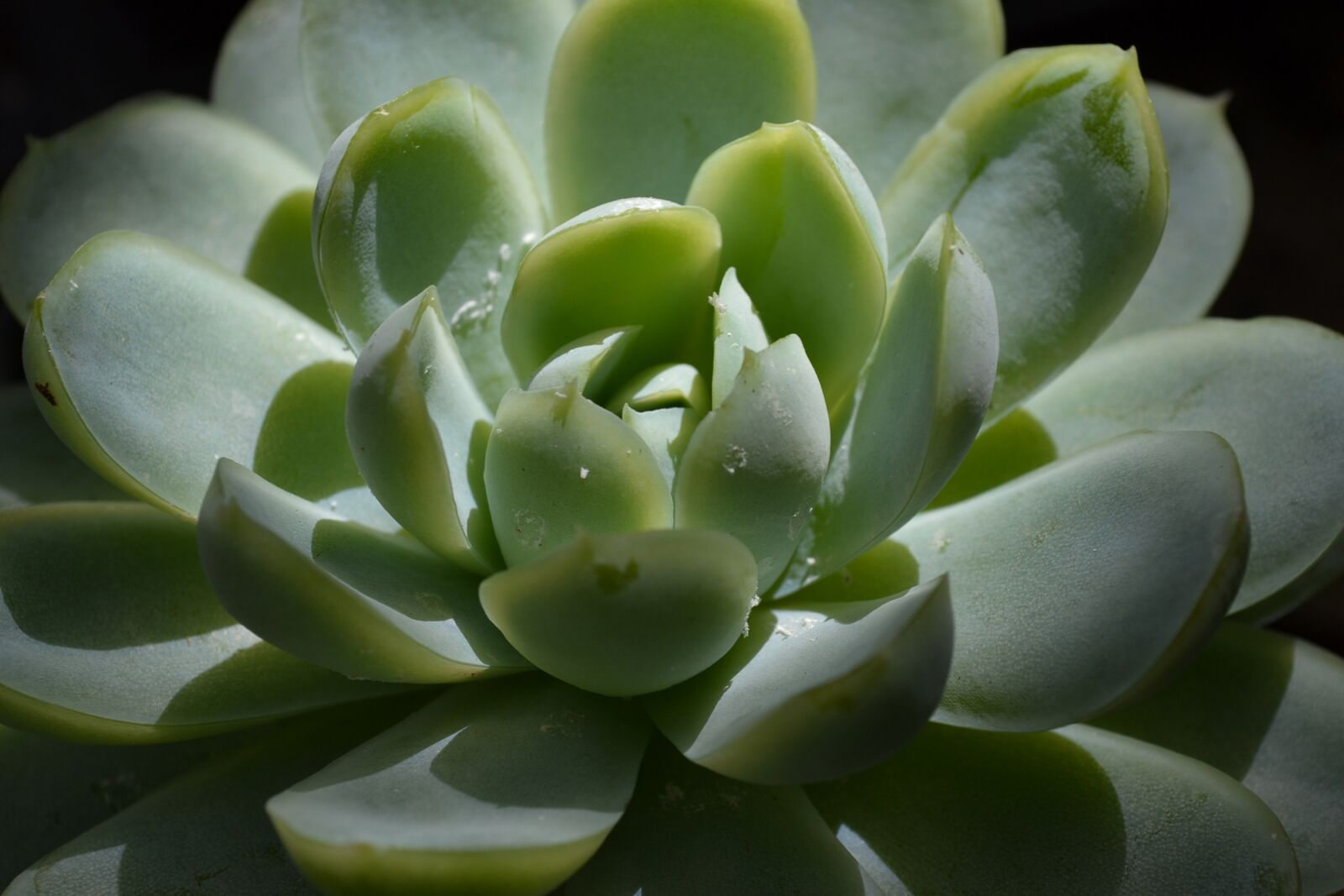 Nikon D3100 sample photo. Succulent, plant, green photography