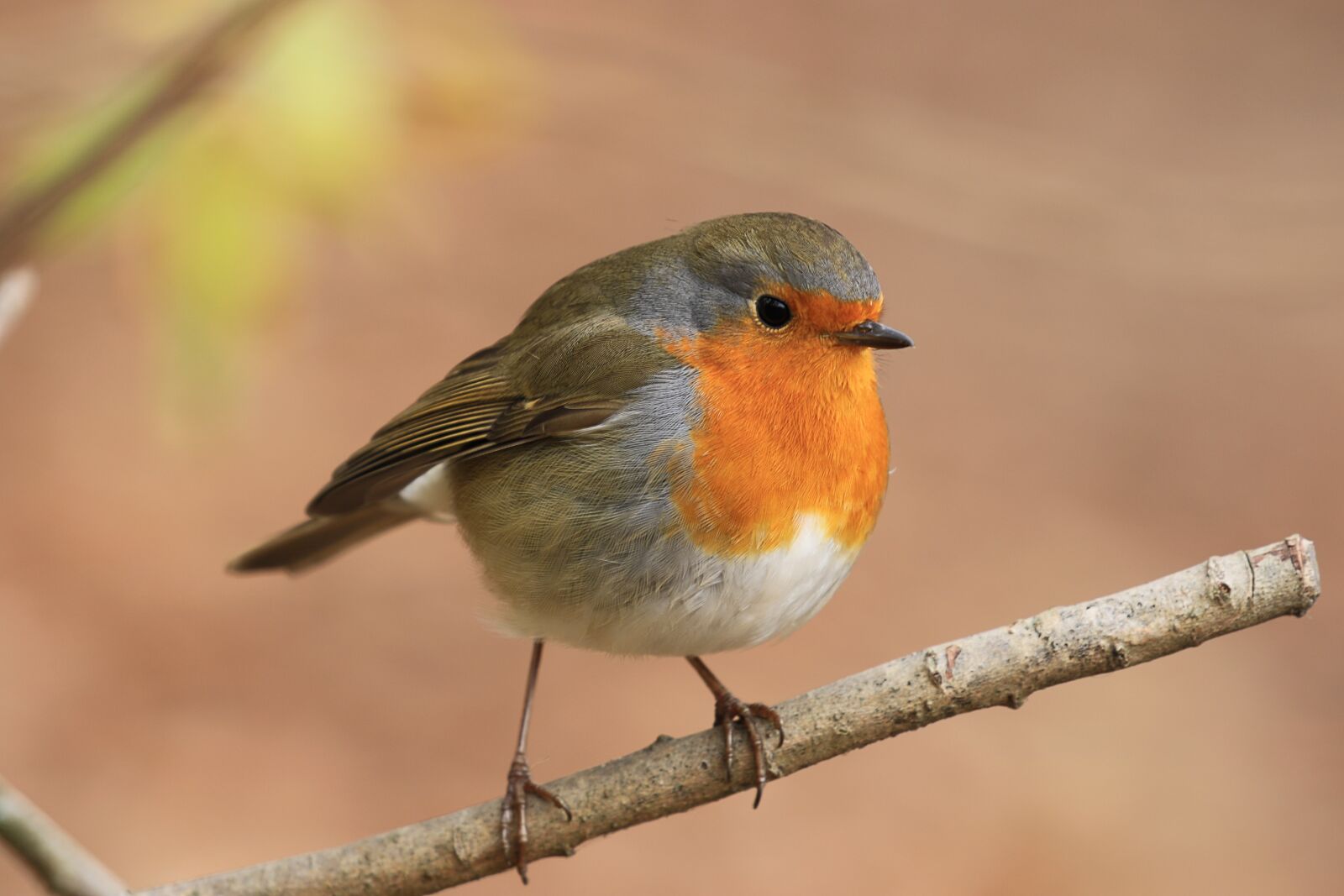 Canon EOS 7D Mark II sample photo. Colorful, singing, bird photography