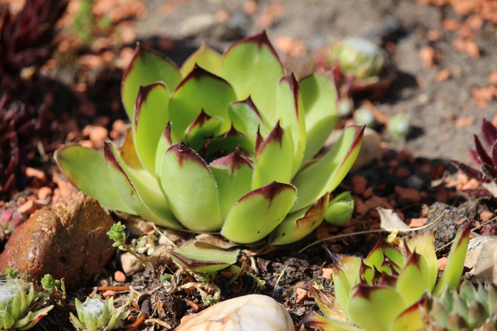 Canon EOS 700D (EOS Rebel T5i / EOS Kiss X7i) sample photo. Stone bed, plant, houseleek photography
